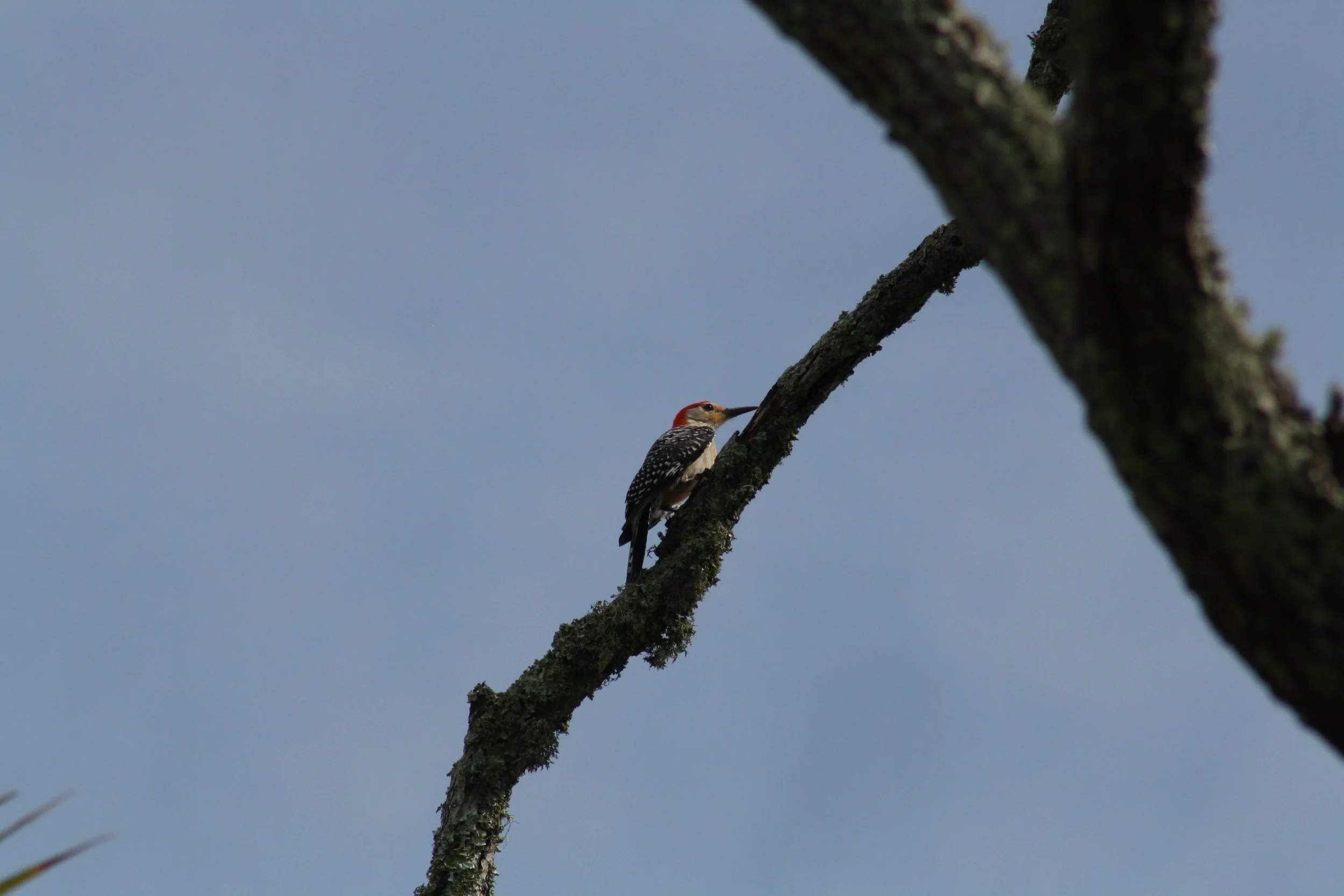 Red Bellied Woodpecker, Jekyll Island, GA, 2025.