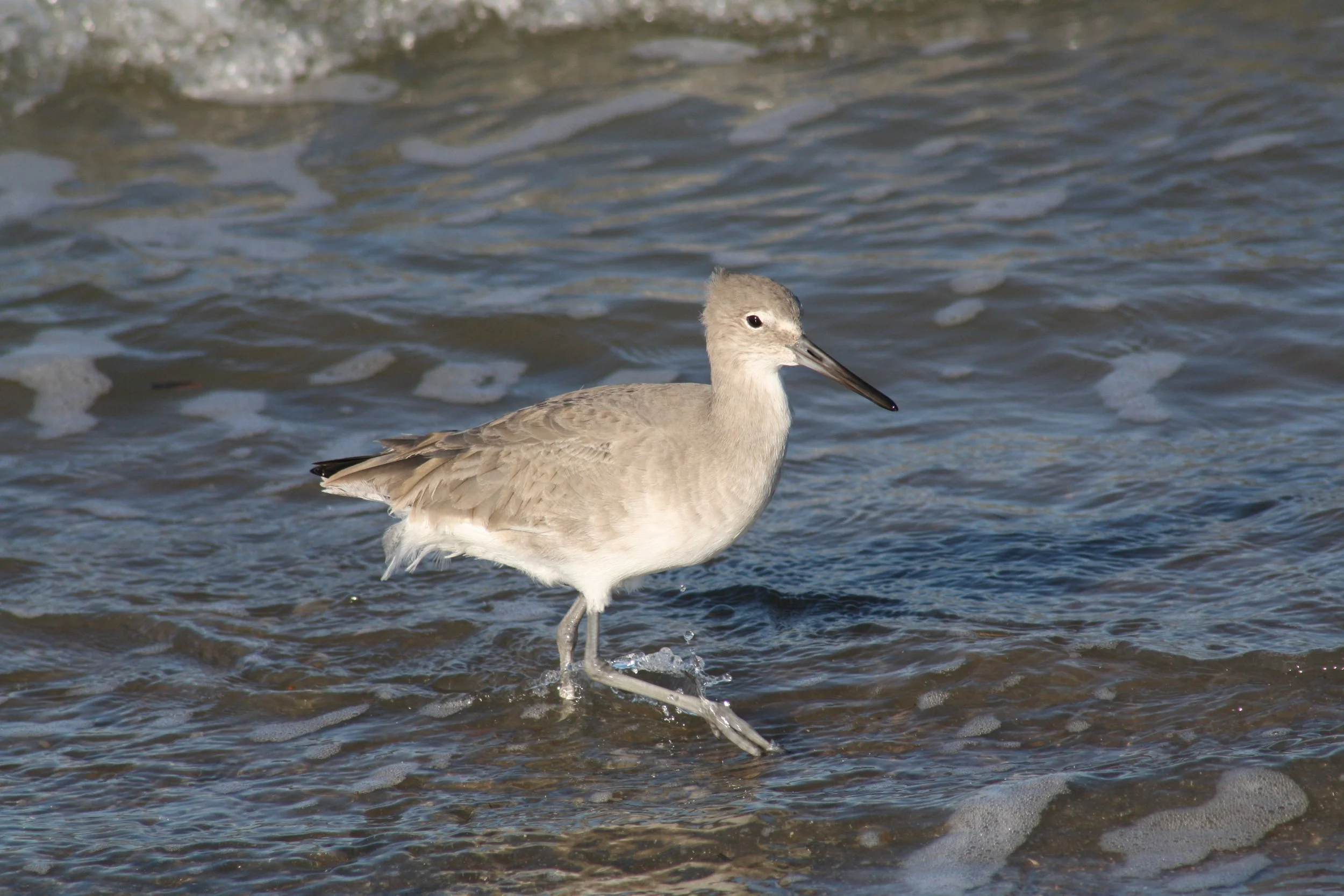 Willet, Tybee Island, GA, 2025.