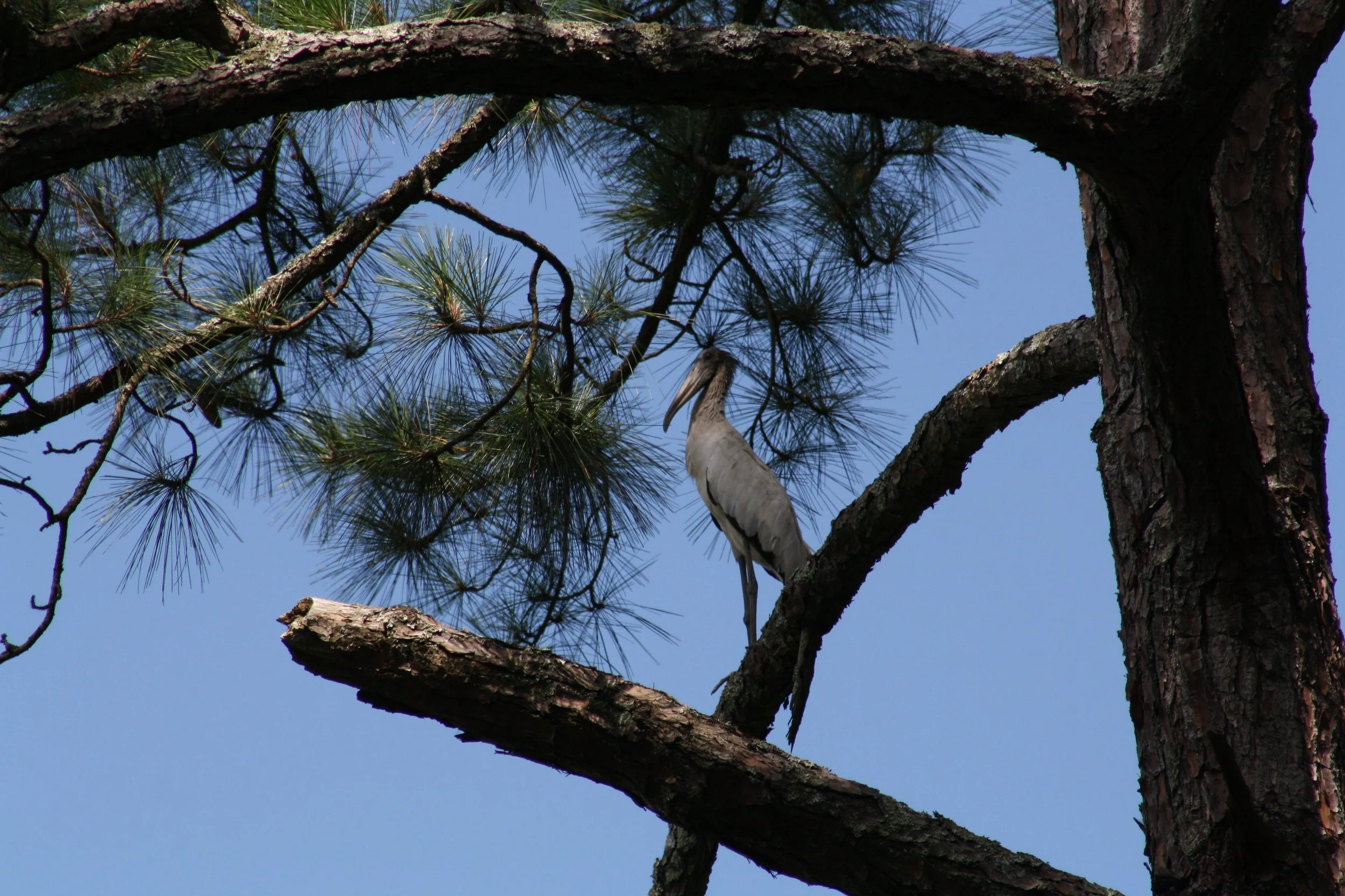 Wood Stork, Jekyll Island, GA, 2025.
