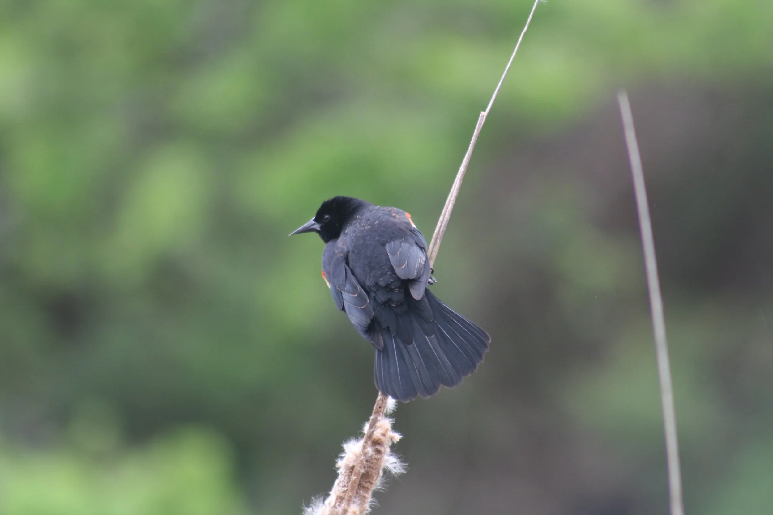 Red Winged Blackbird, Hilton Head Island, SC, 2026.
