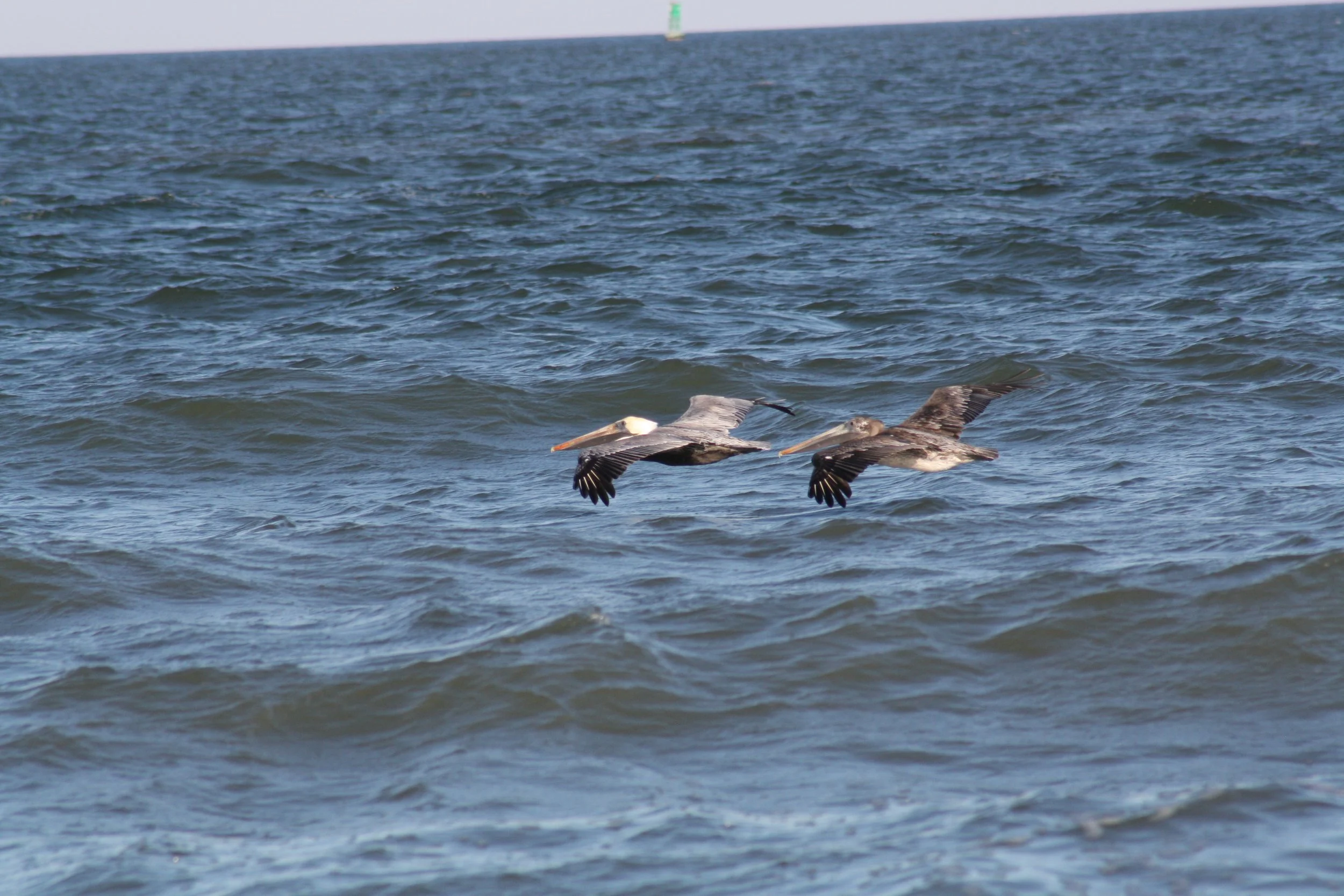 Brown Pelican, Tybee Island, GA, 2025.