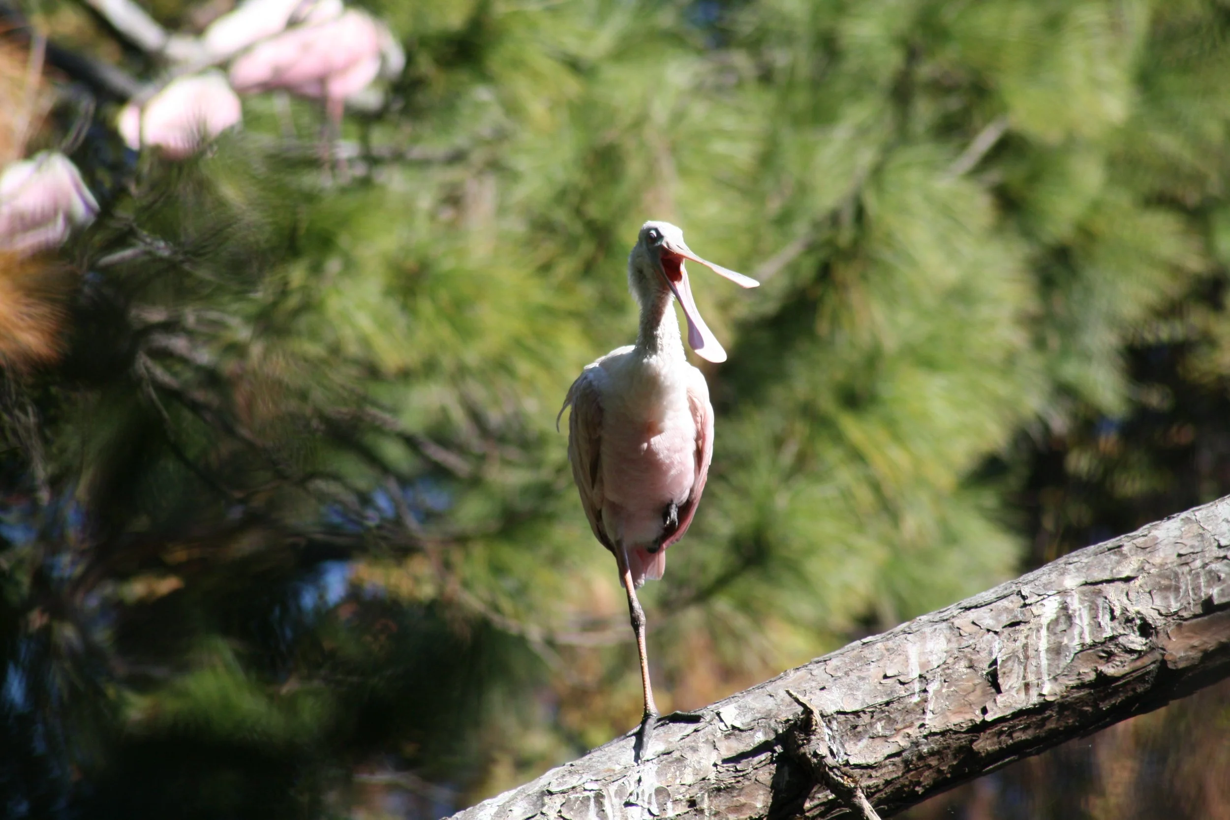Roseate Spoonbill, Jekyll Island, GA, 2025.