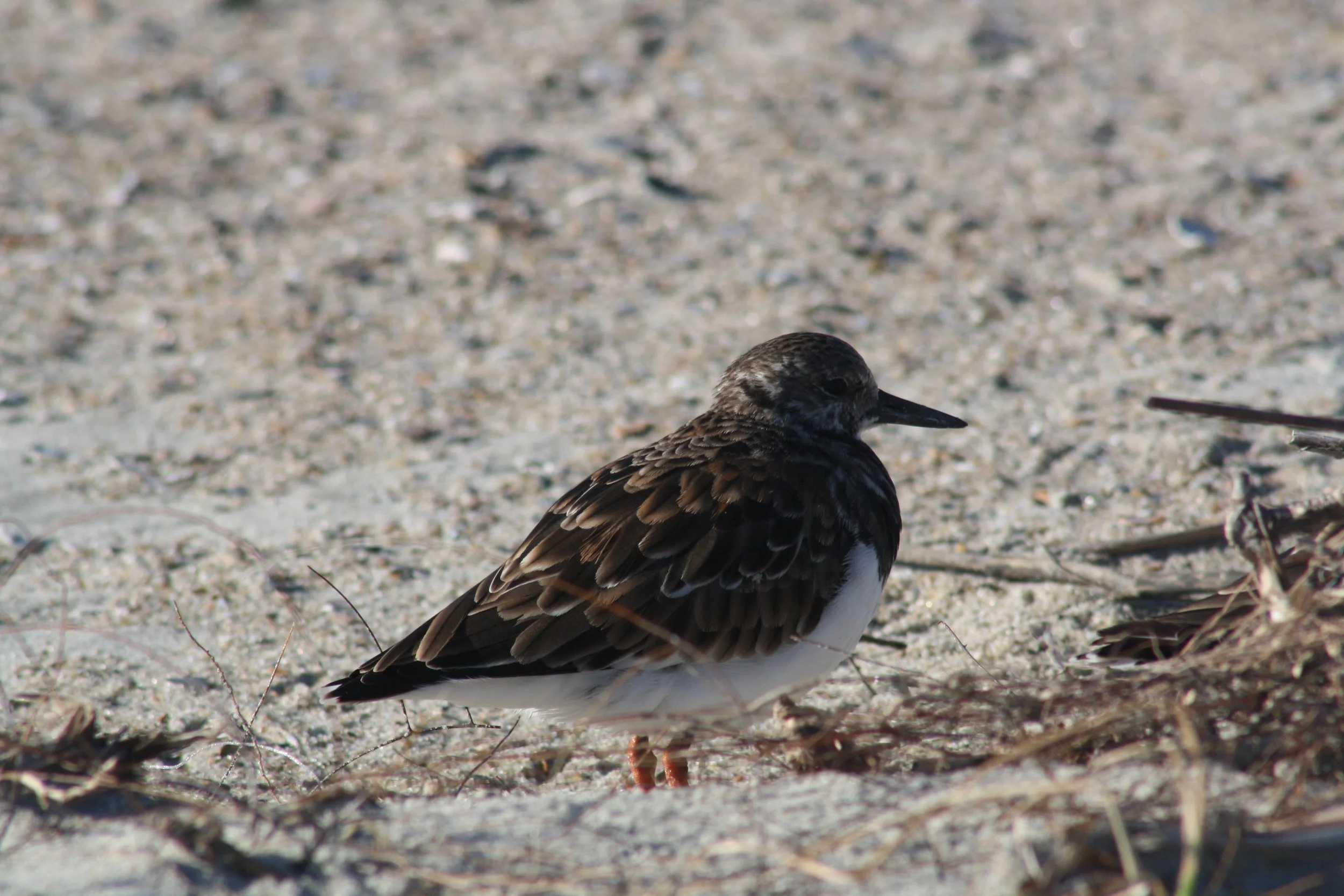 Ruddy Turnstone, Tybee Island, GA, 2025.