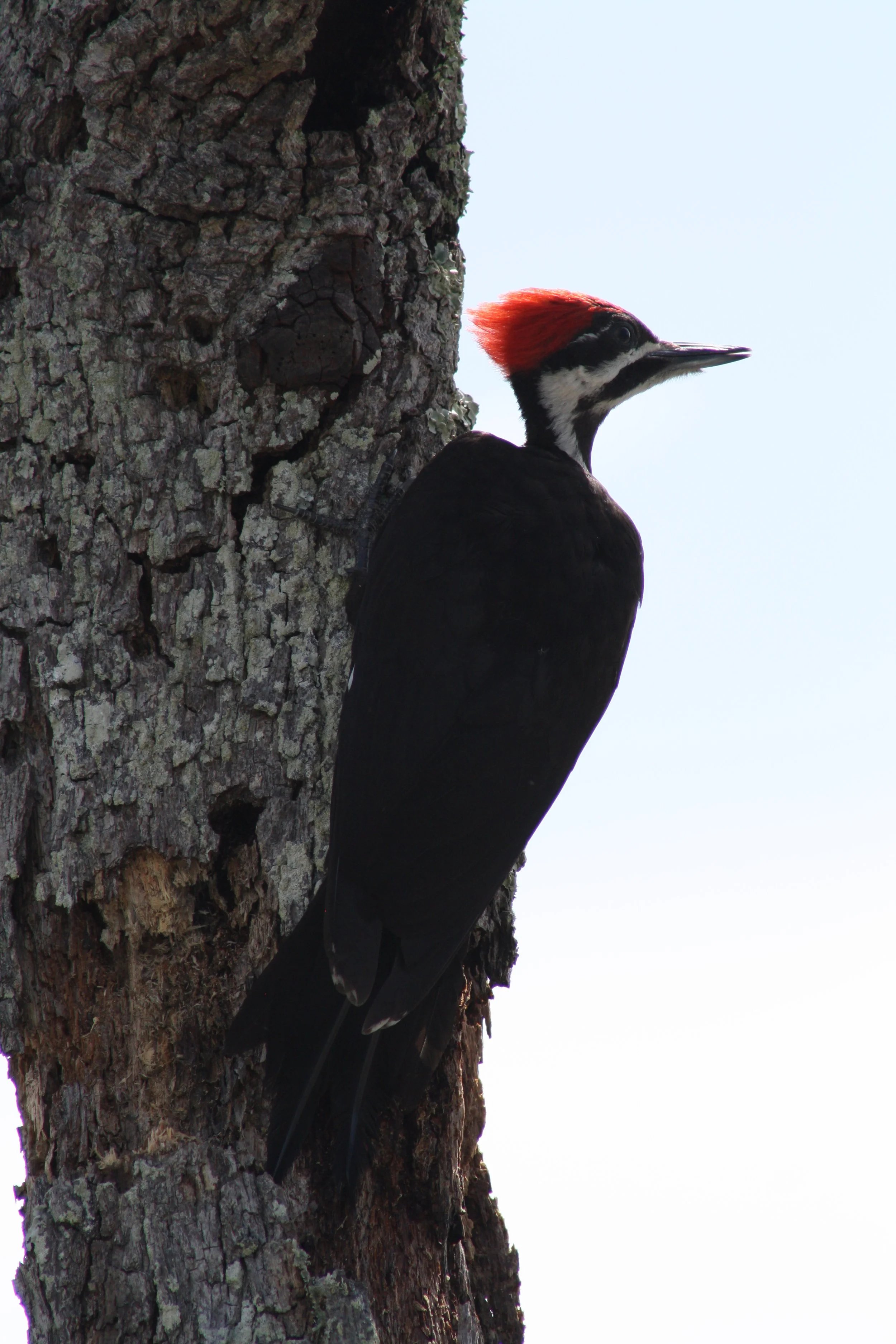 Pileated Woodpecker, Jekyll Island, GA, 2025.