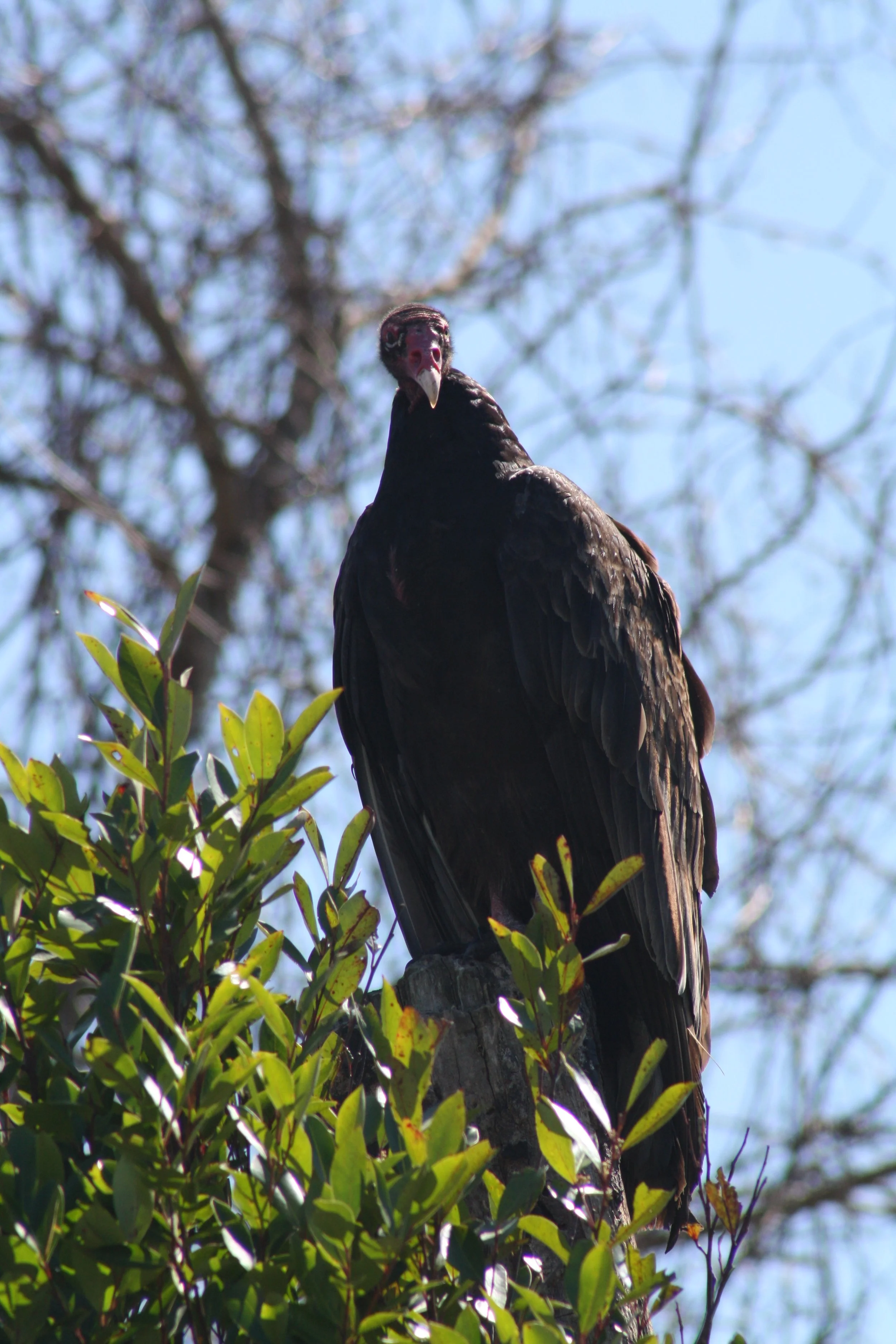 Turkey Vulture, Savannah, GA, 2026.