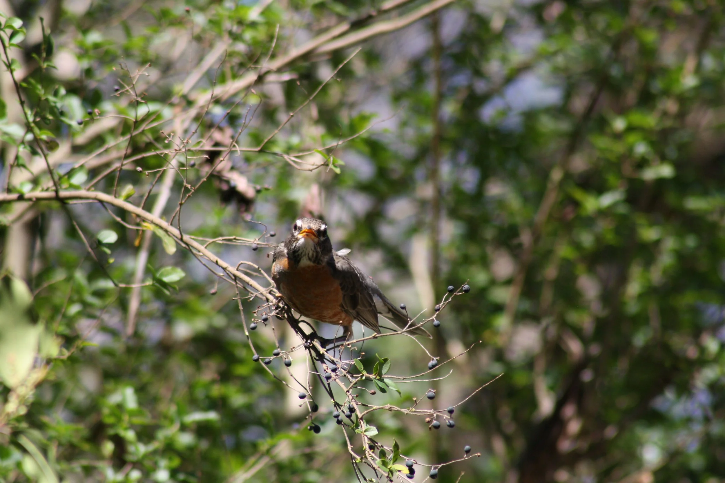 American Robin, Atlanta, GA, 2025.
