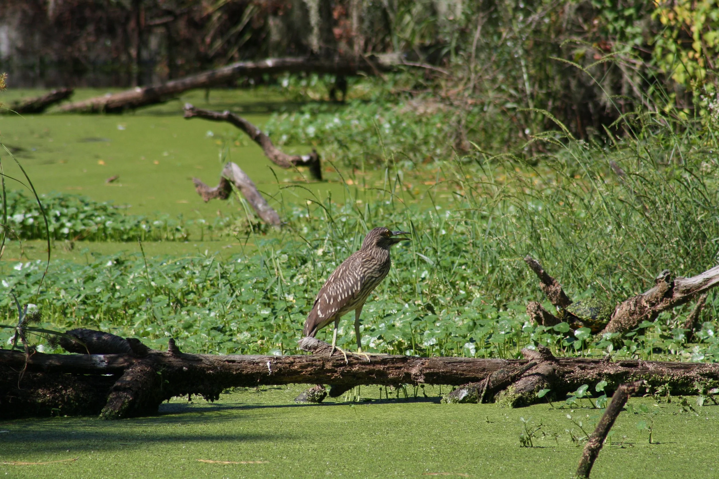 Yellow Crowned Night Heron, Skidaway Island, GA, 2025.