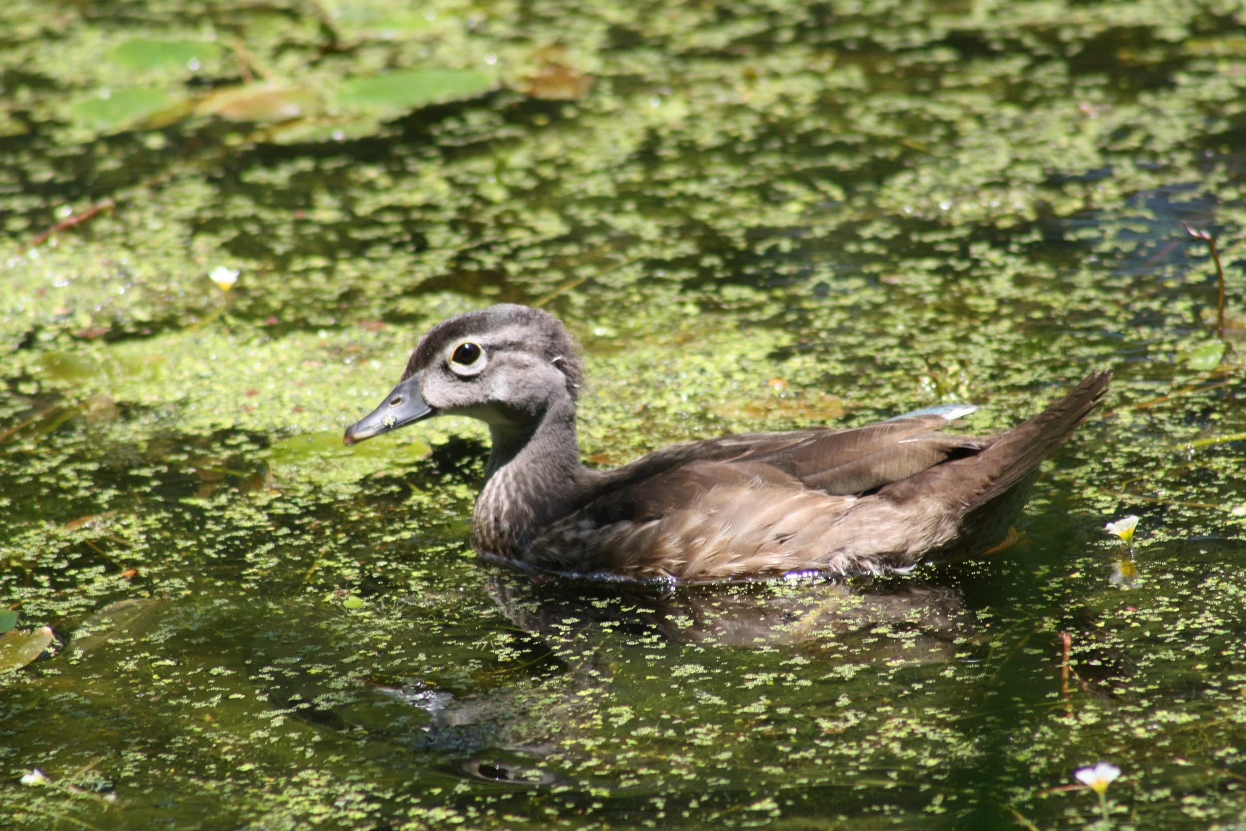 Wood Duck, Charleston, SC, 2026.