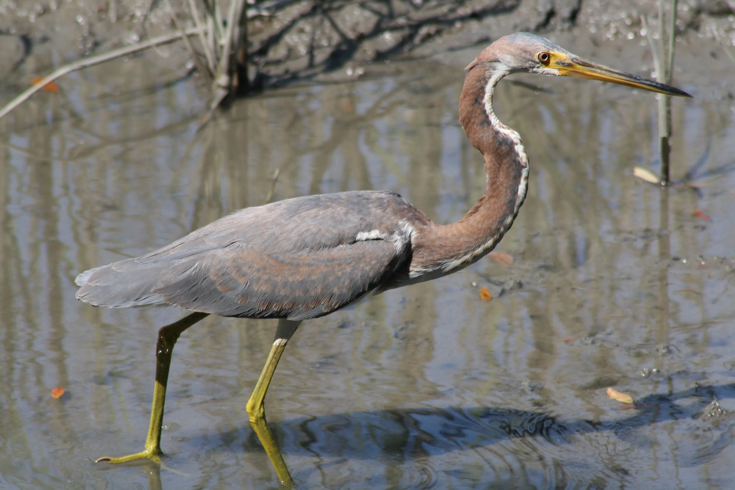 Tricolored Heron, Skidaway Island, GA, 2026.
