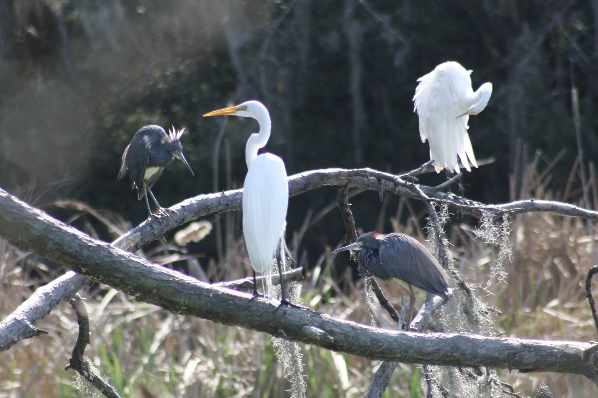 Great Egret and Tricolored Heron, Skidaway Island, GA, 2026.