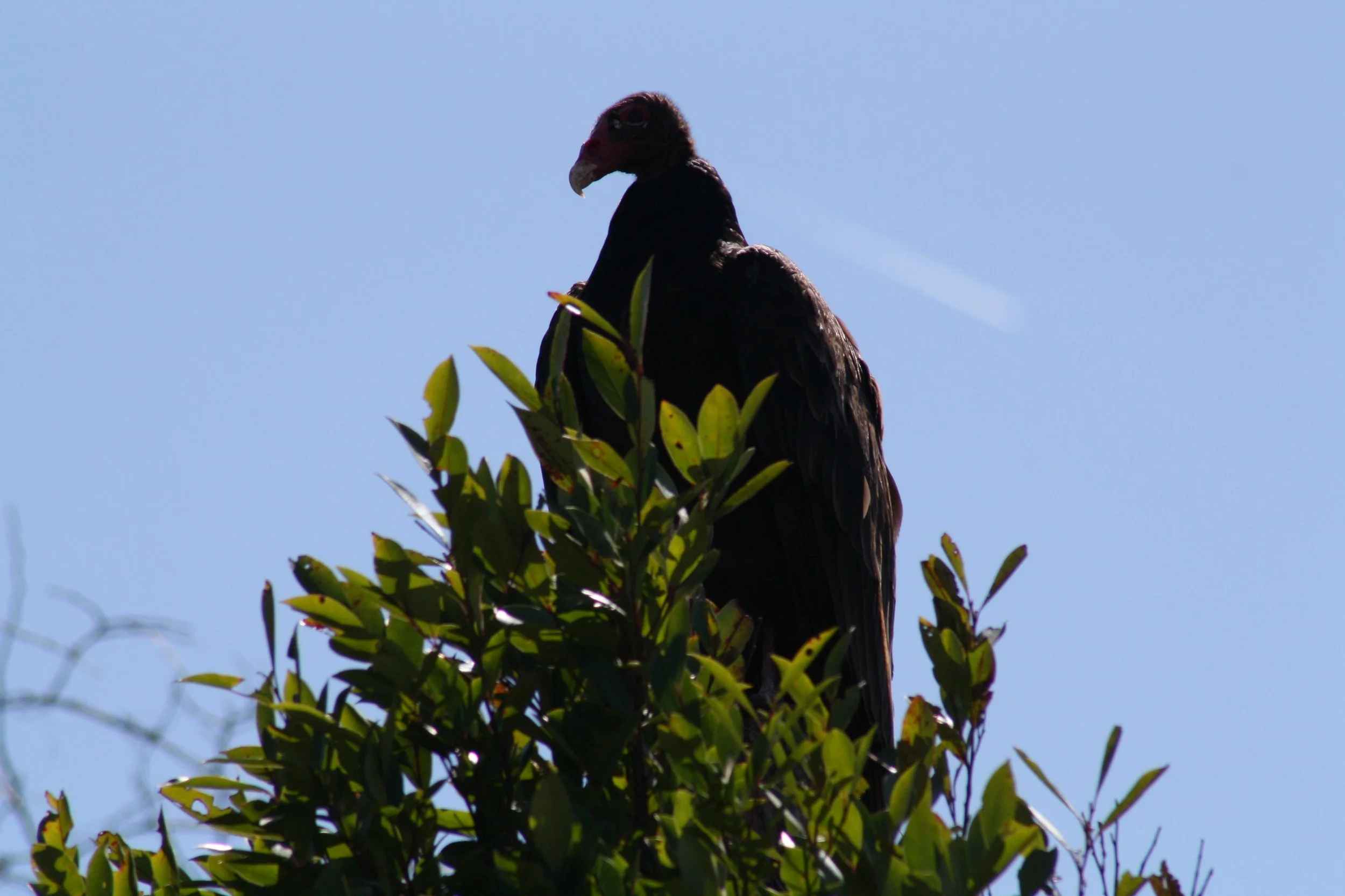 Turkey Vulture, Savannah, GA, 2026.