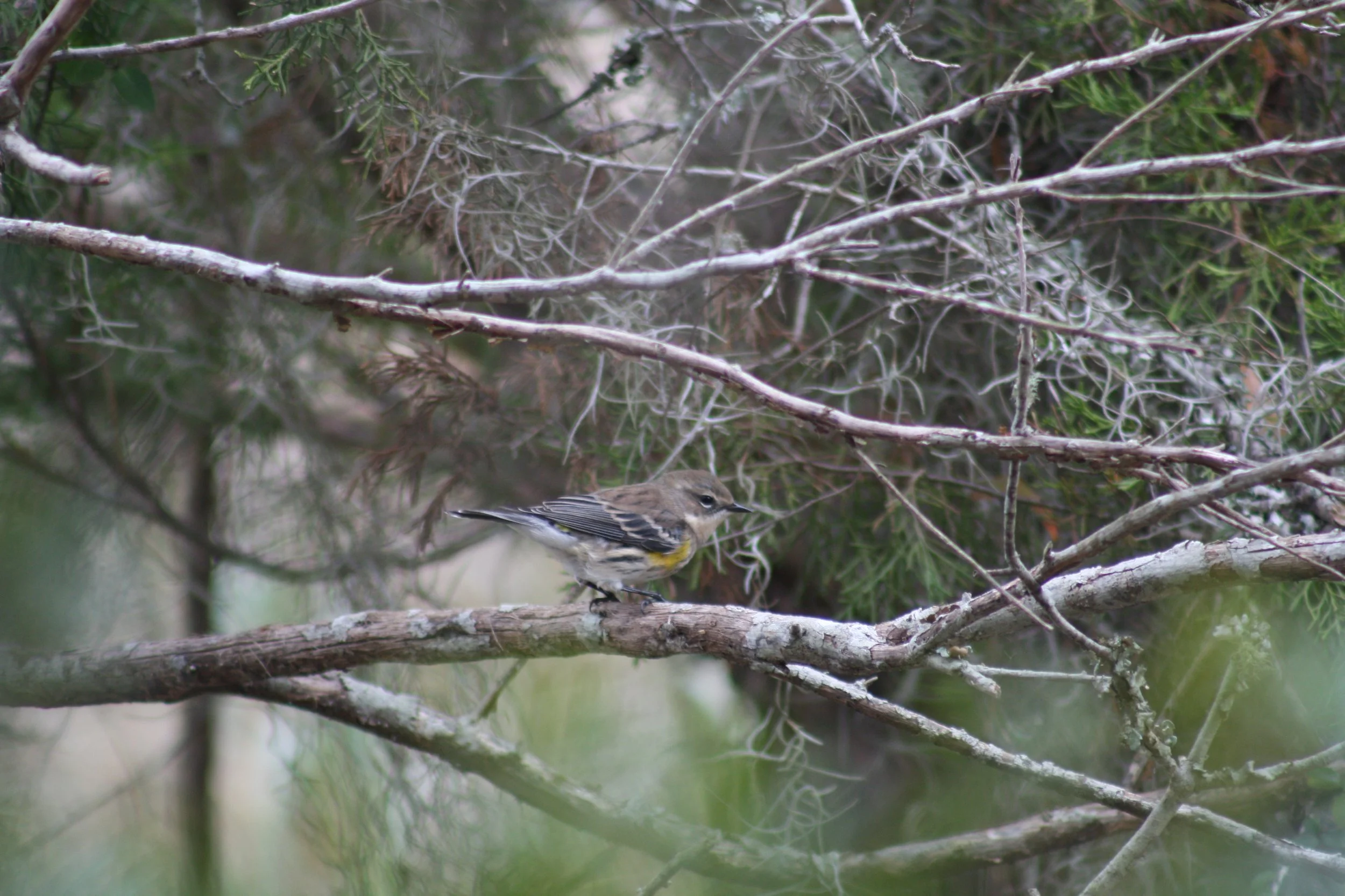 Yellow Rumped Warbler, Skidaway Island, GA, 2025.