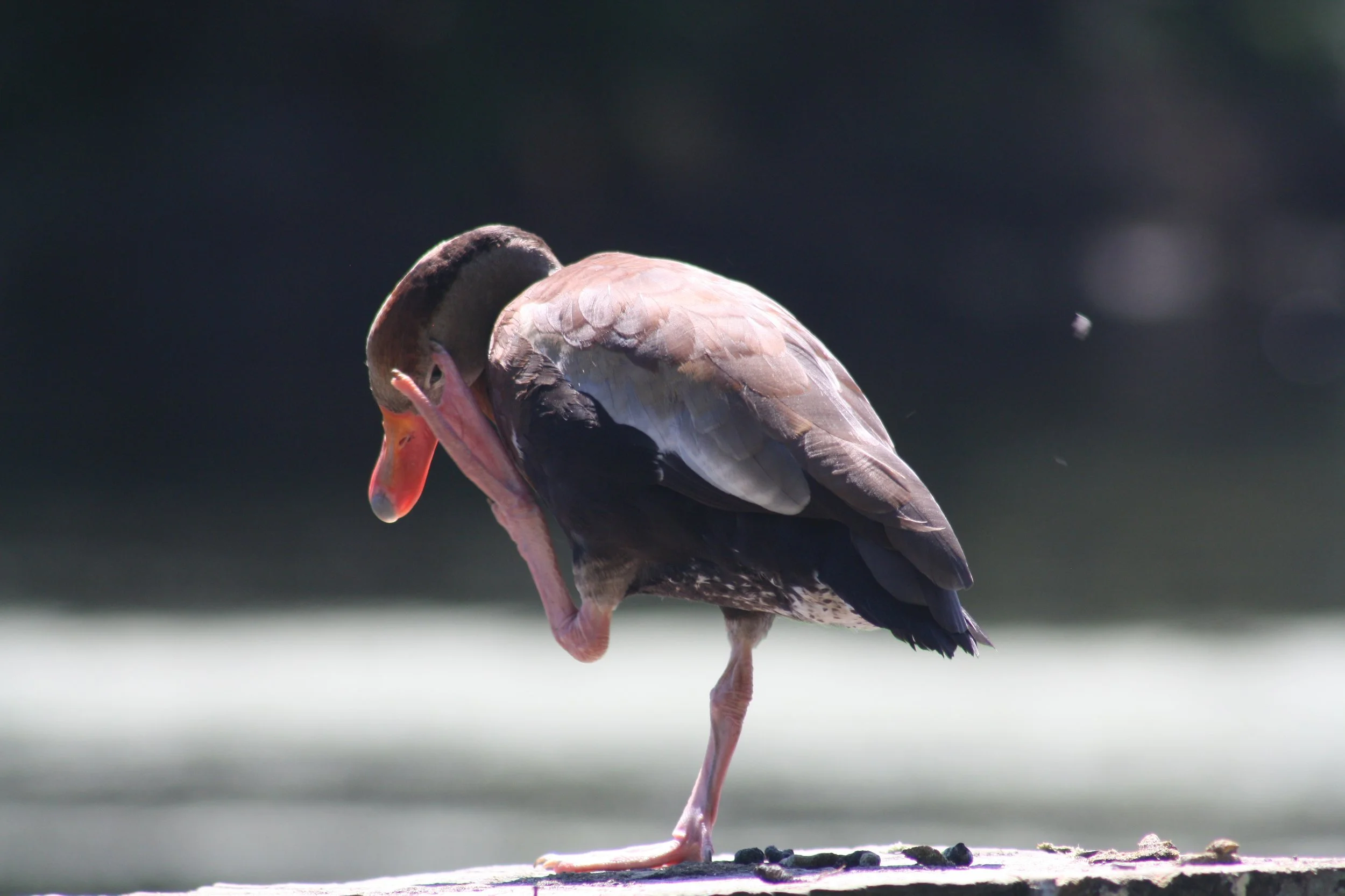 Black Bellied Whistling Duck, Hilton Head Island, SC, 2026.