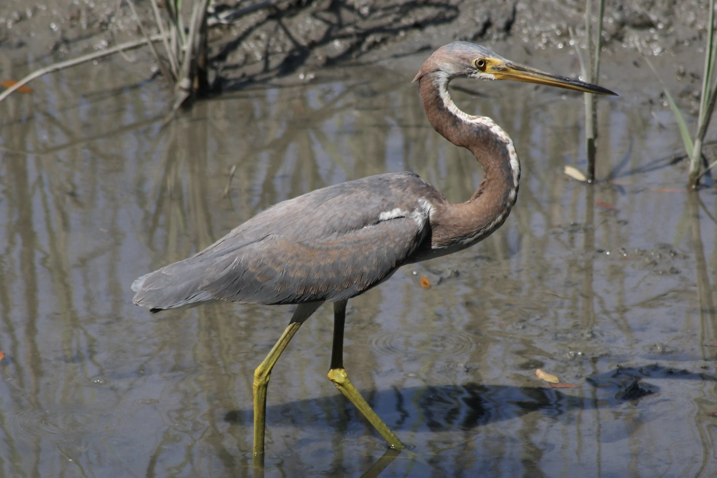 Tricolored Heron, Skidaway Island, GA, 2026.