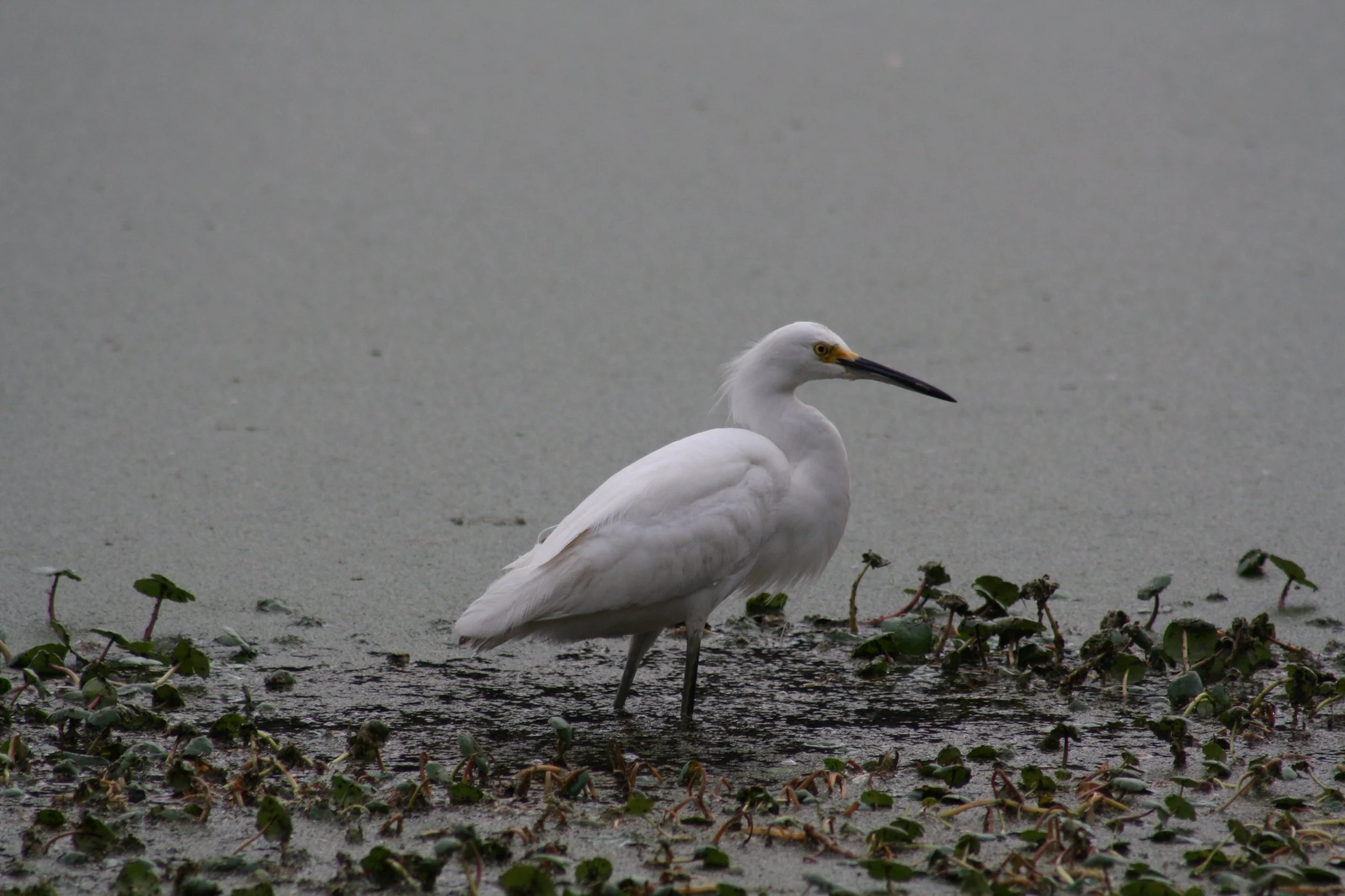 Snowy Egret, Skidaway Island, GA, 2026.