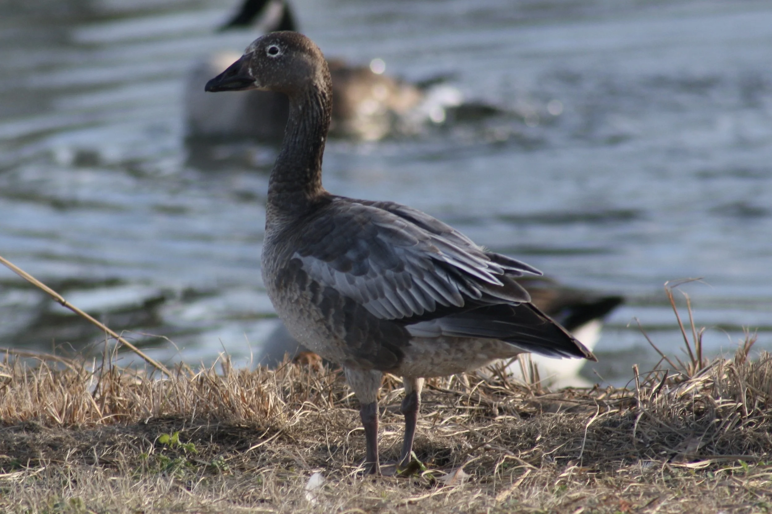 Snow Goose, Savannah, GA, 2026.