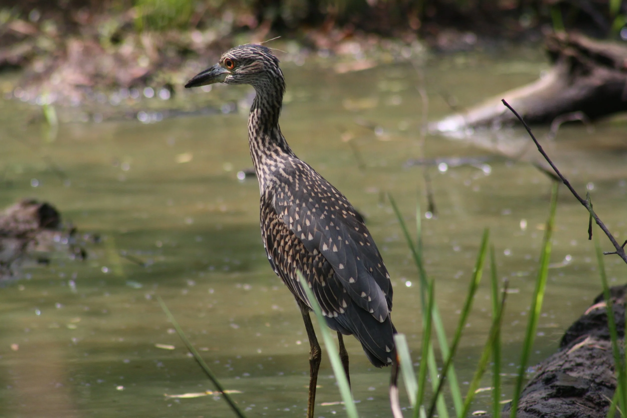 Yellow Crowned Night Heron, Suwanee, GA, 2025.