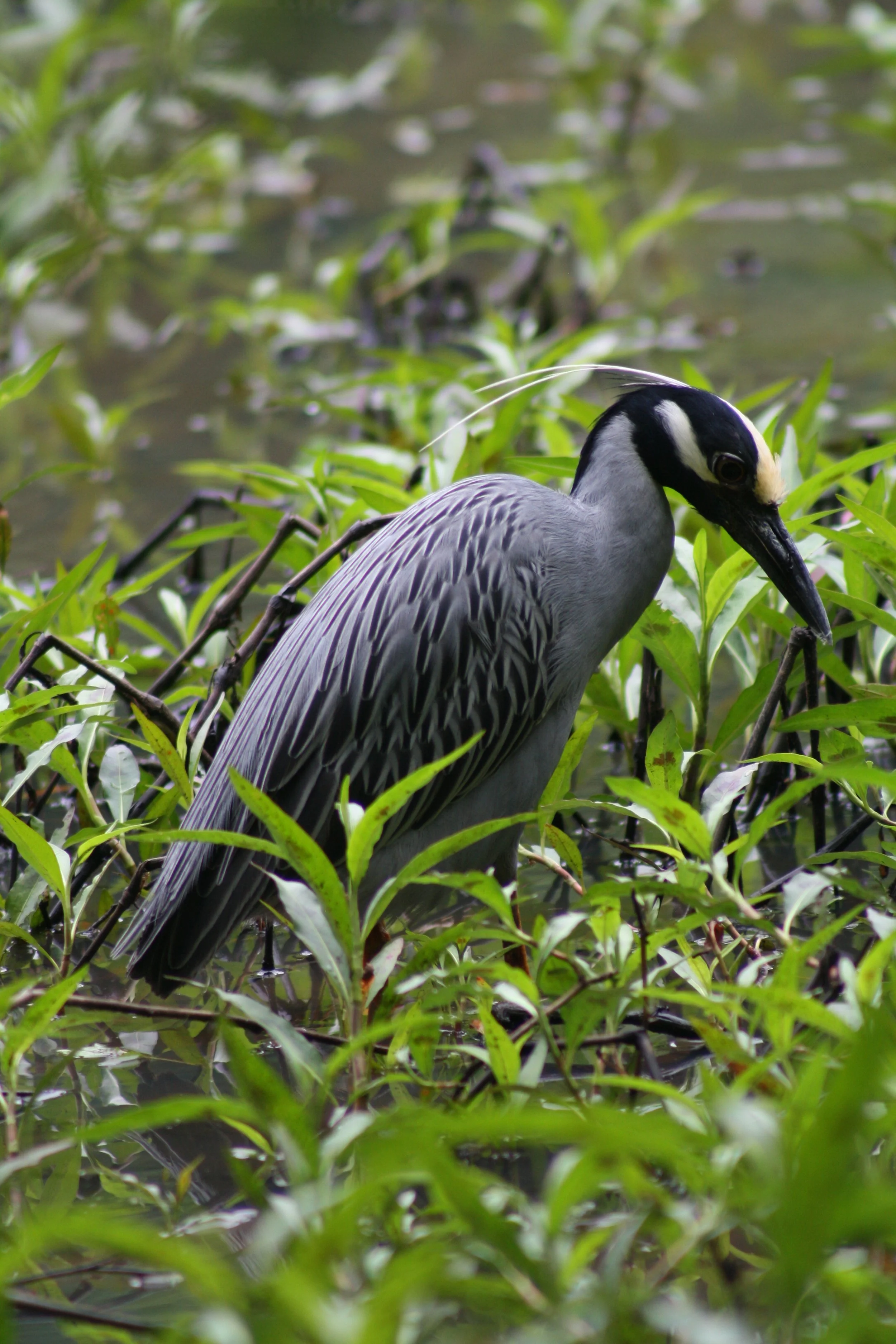 Yellow Crowned Night Heron, Atlanta, GA, 2025.