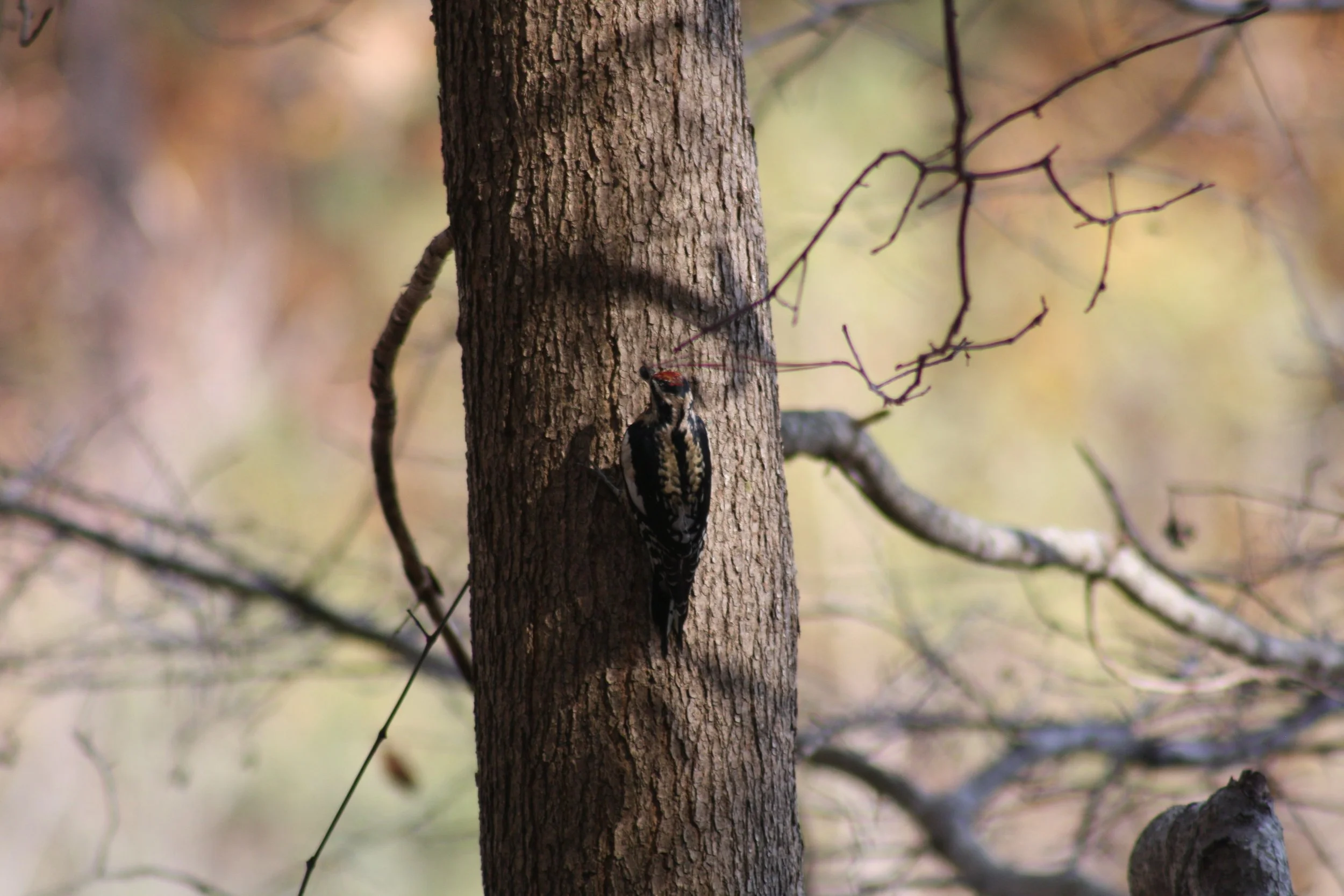 Yellow Bellied Sapsucker, Atlanta, GA, 2025.