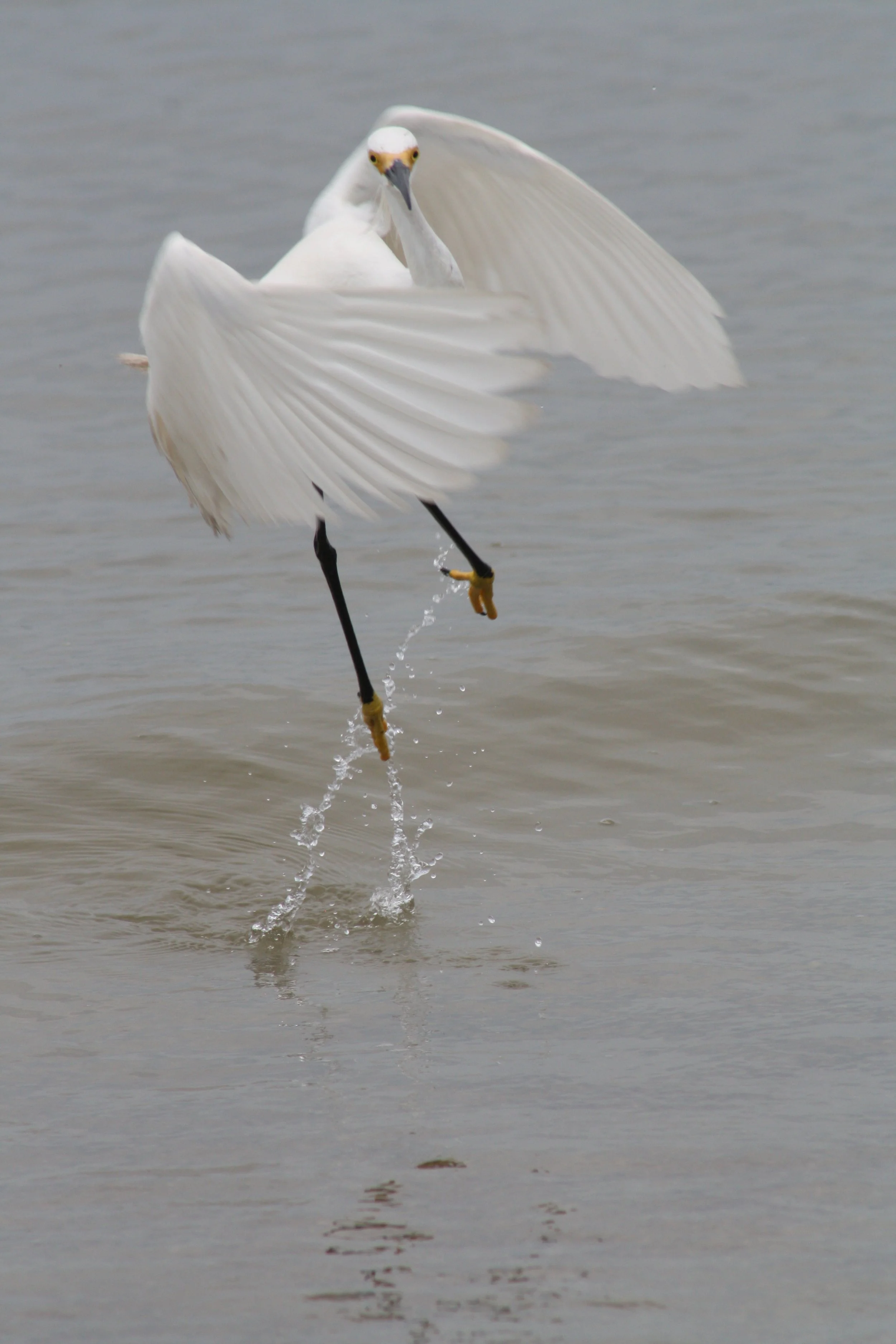 Snowy Egret, Tybee Island, GA, 2026.