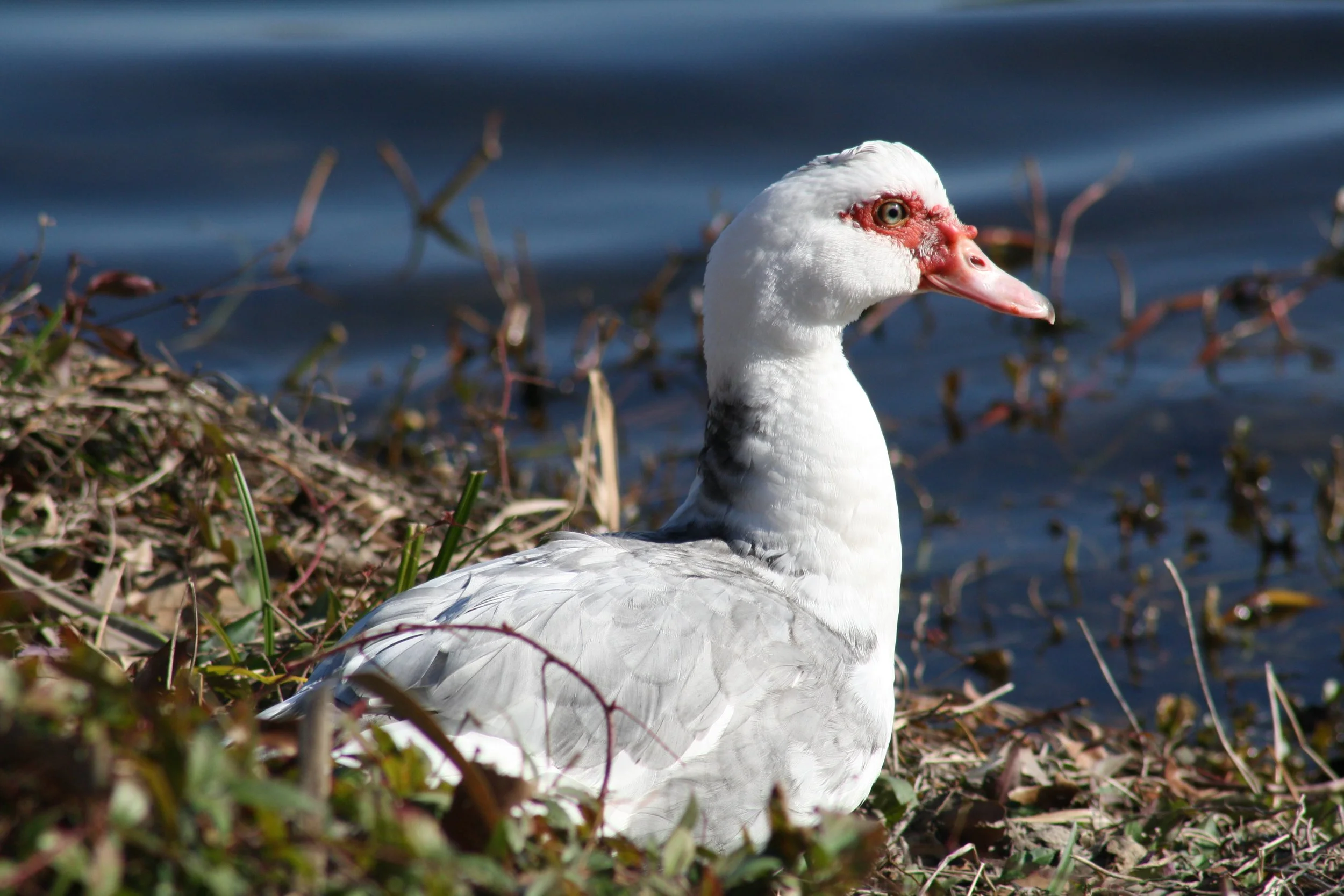 Muscovy Duck, Savannah, GA, 2026.