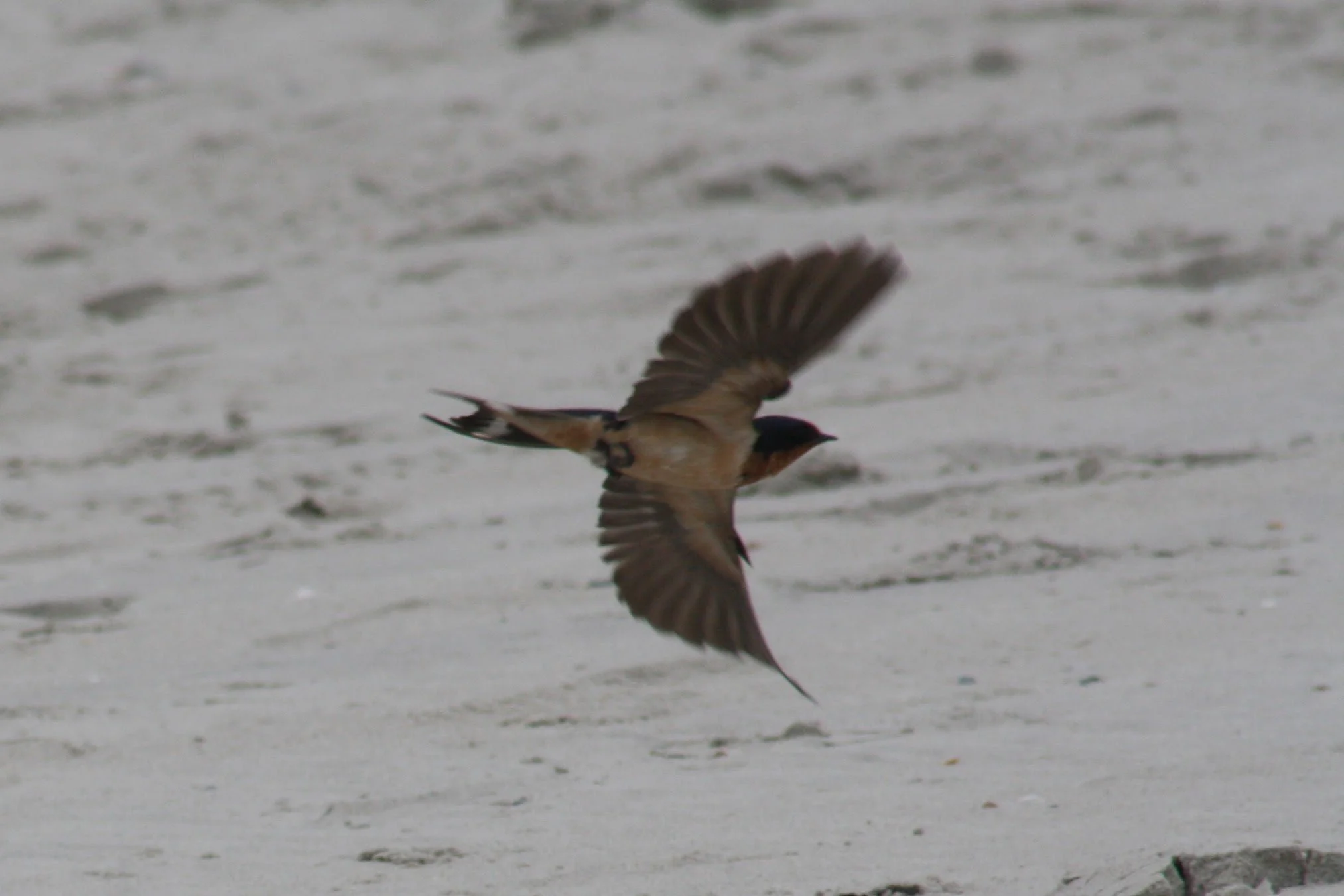 Barn Swallow, Tybee Island, GA, 2026.