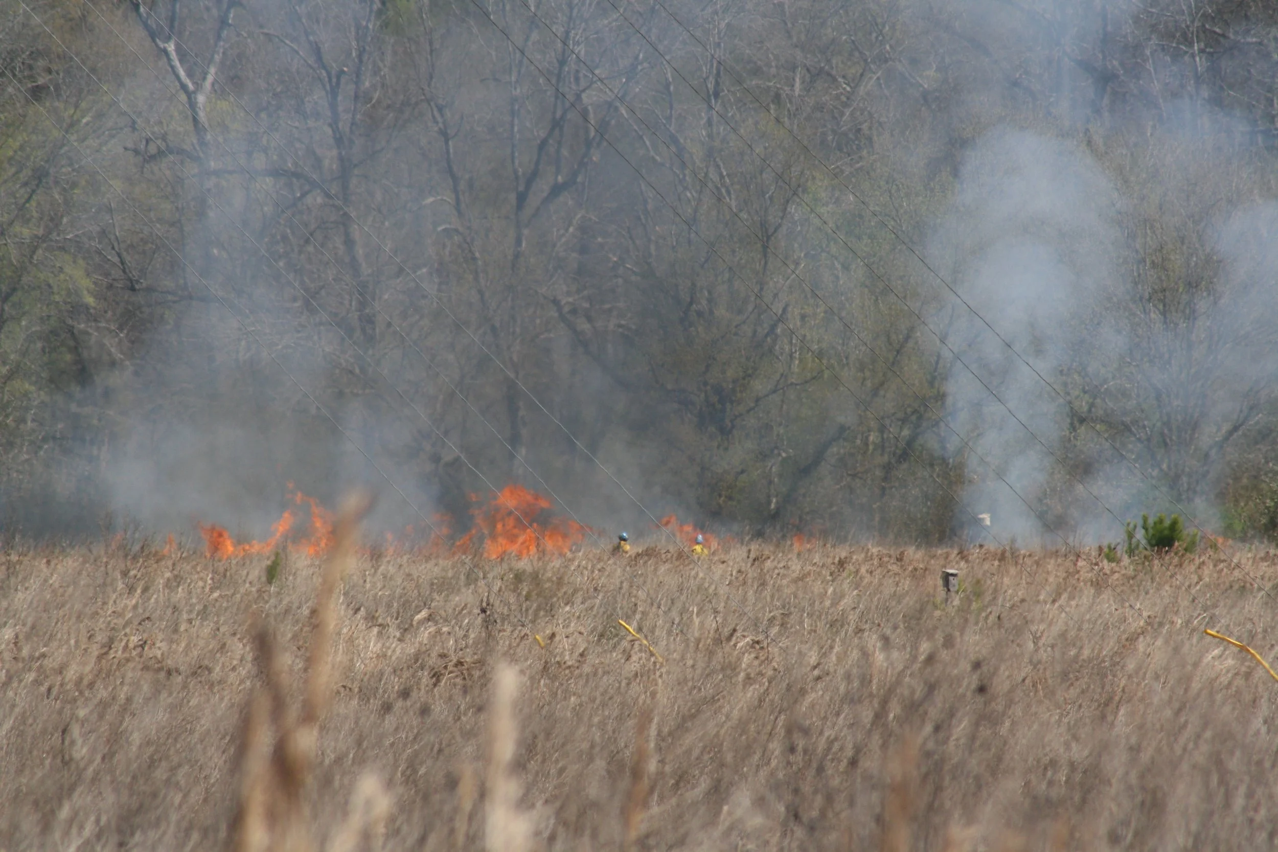 Panola Mountain, GA, 2025.
