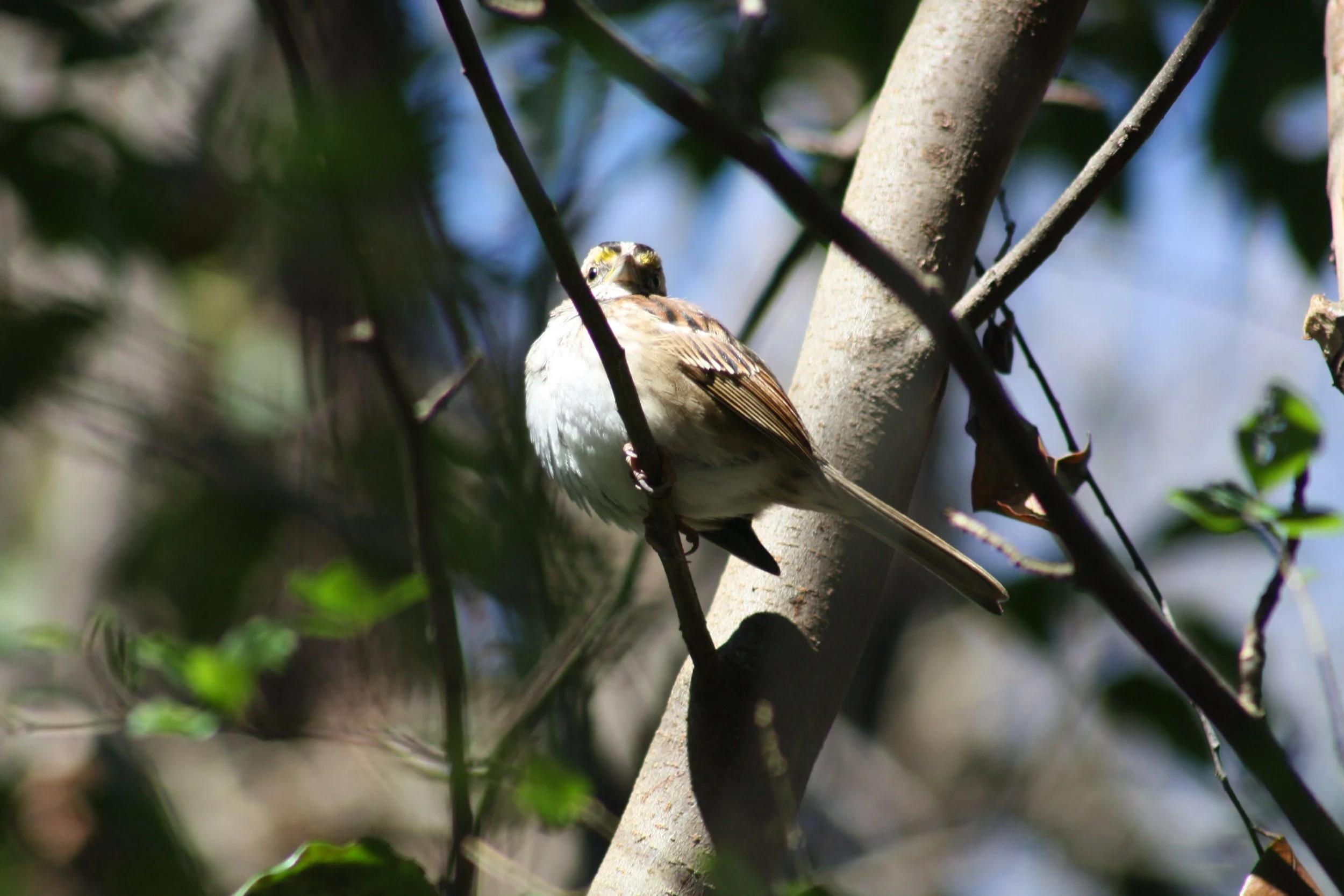 White Throated Sparrow, Atlanta, GA, 2025.