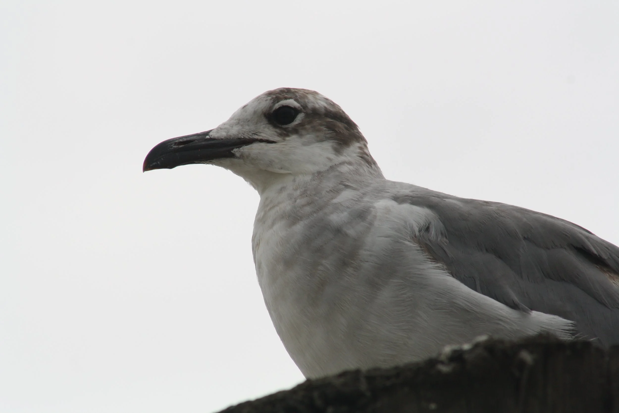 Laughing Gull, Tybee Island, GA, 2026.