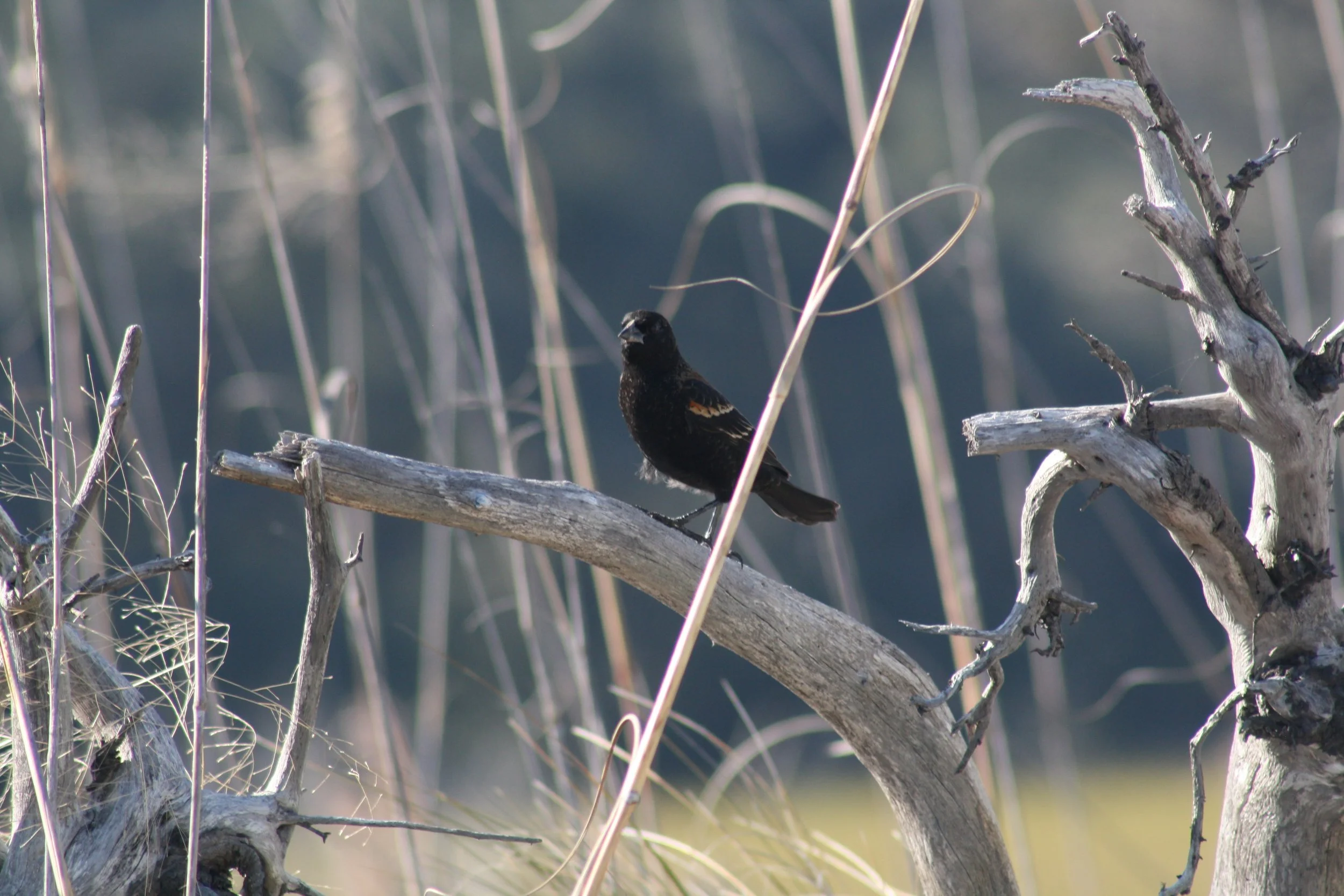 Red Winged Blackbird, Jekyll Island, GA, 2025.