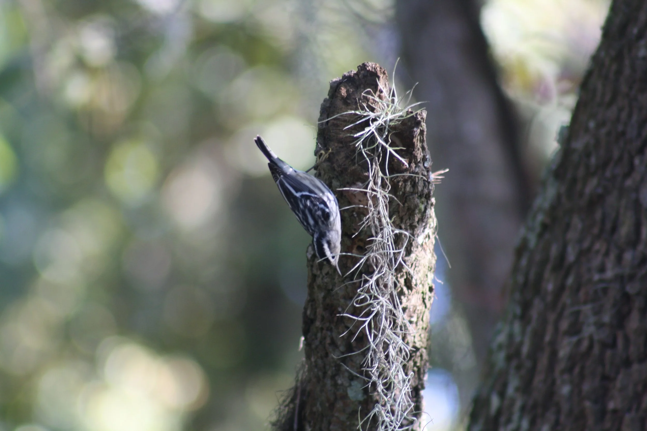 Black and White Warbler, Savannah, GA, 2025.