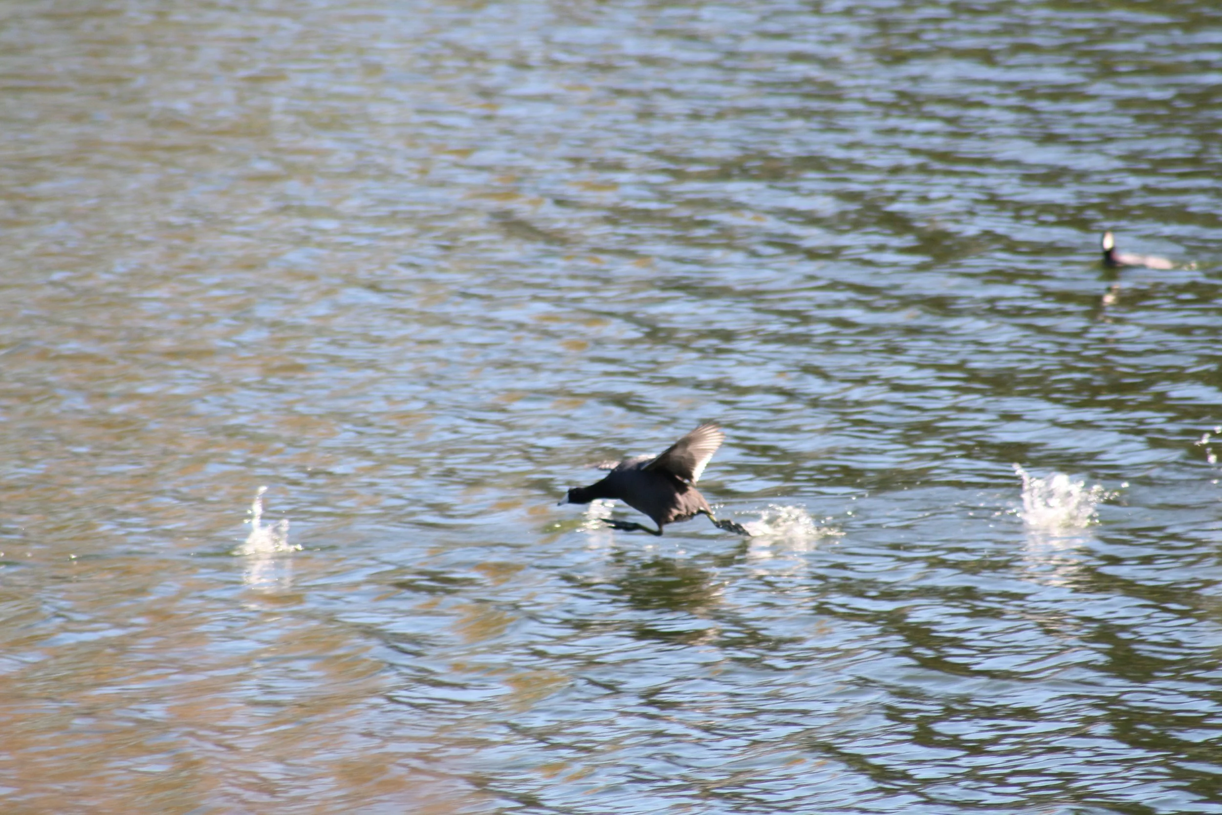American Coot, Savannah, GA, 2025.