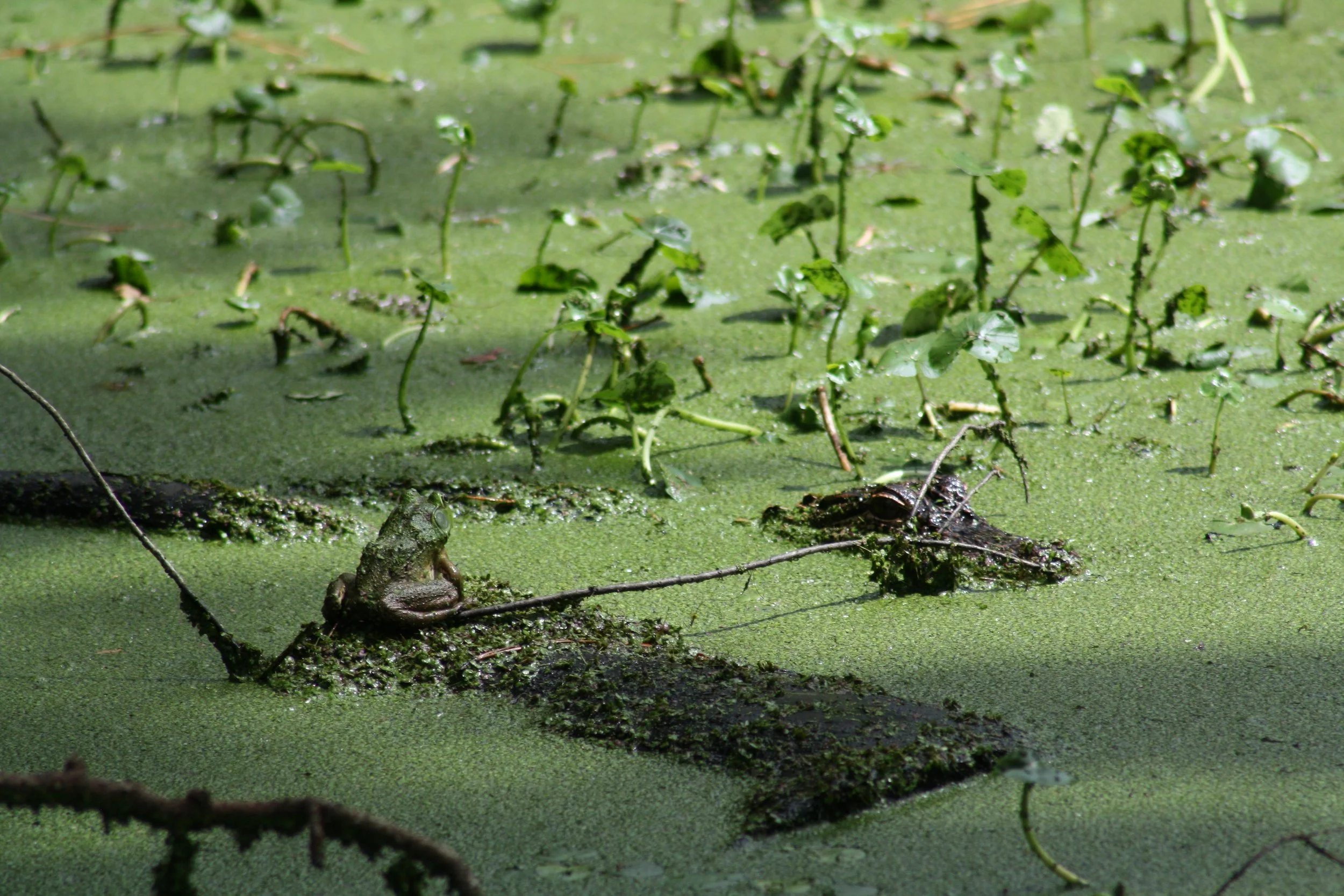 Alligator and Frog, Skidaway Island, GA, 2025.