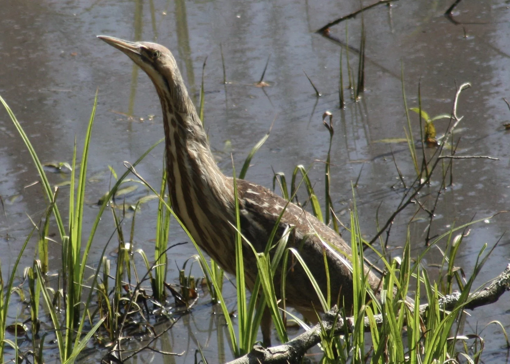 American Bittern, Atlanta, GA, 2026.