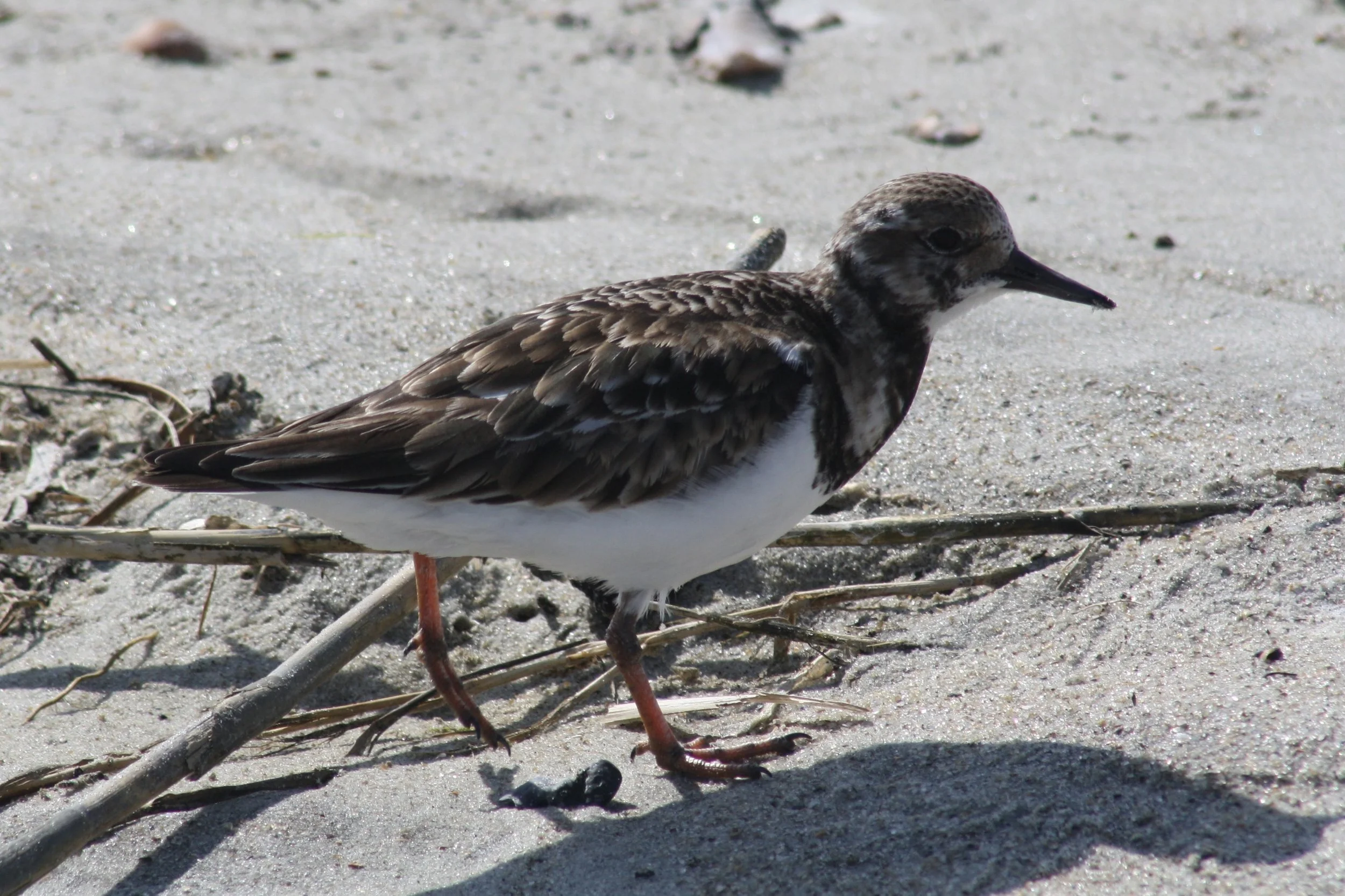Ruddy Turnstone, Tybee Island, GA, 2026.