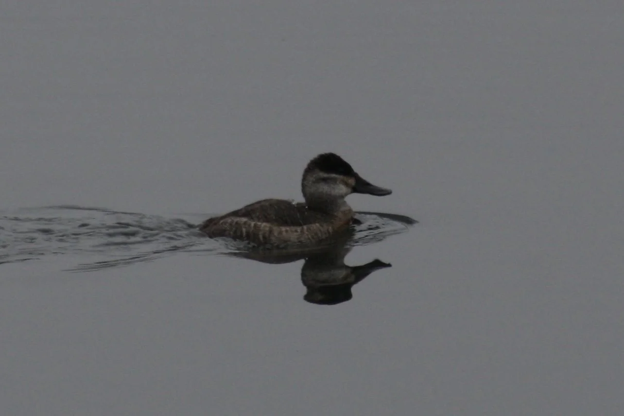 Ruddy Duck, Savannah, GA, 2026.