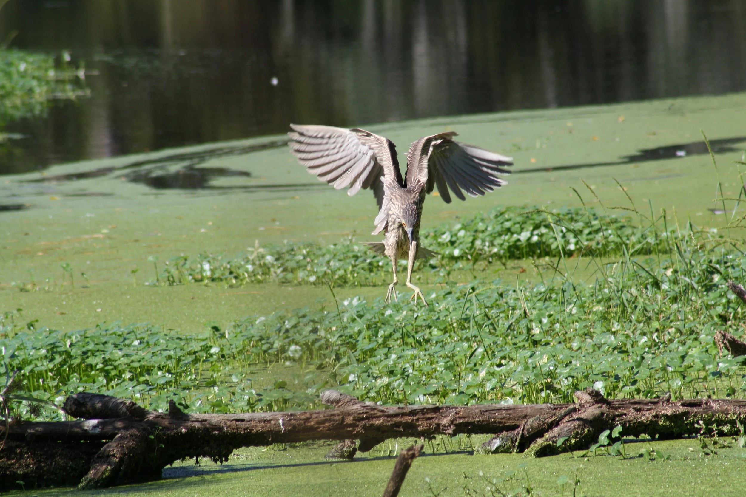Yellow Crowned Night Heron, Skidaway Island, GA, 2025.