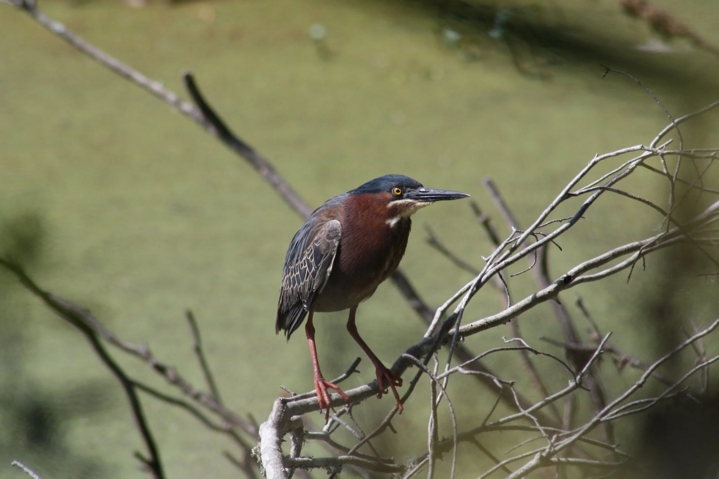 Green Heron, Skidaway Island, GA, 2025.