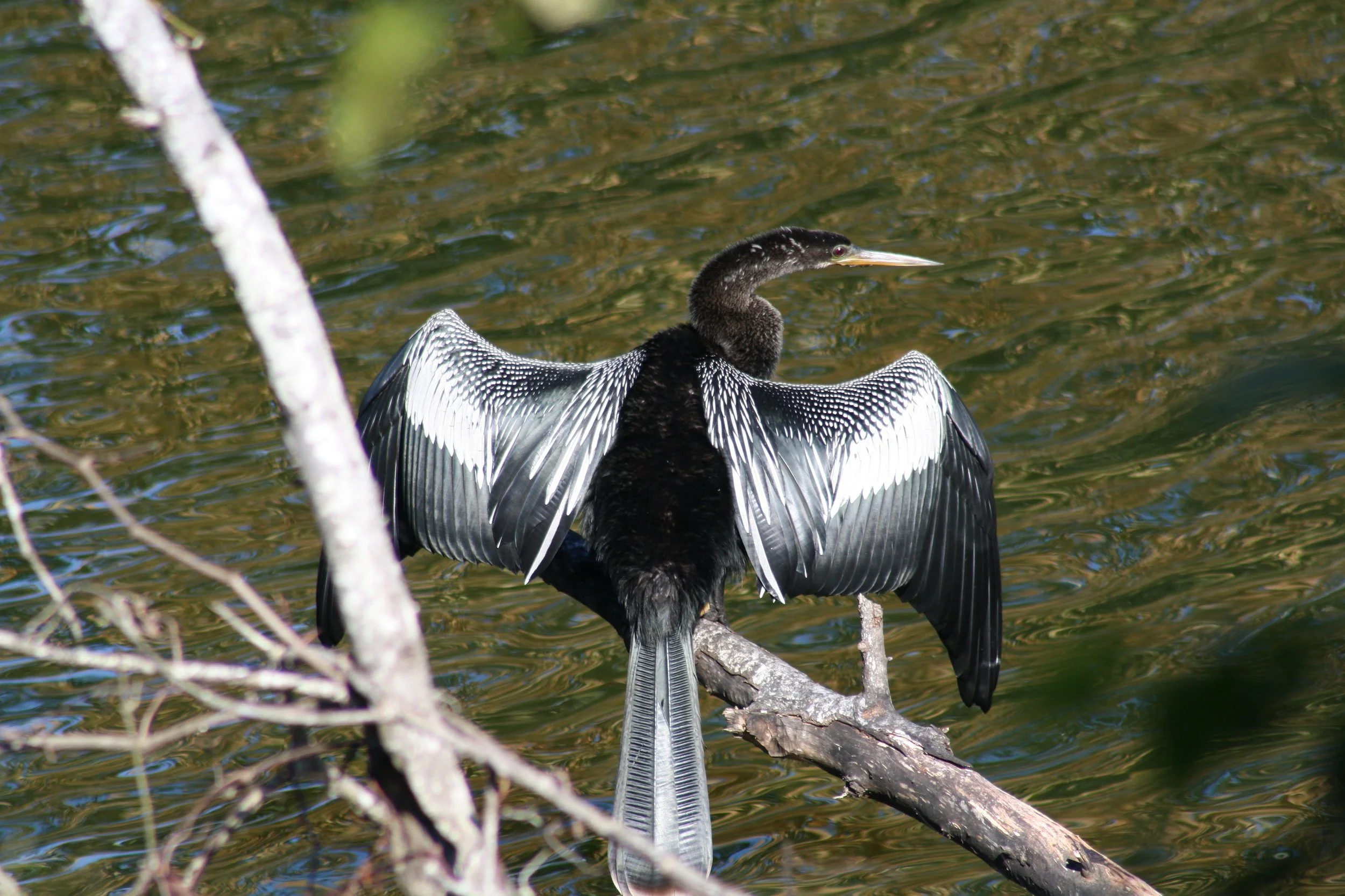 Anhinga, Savannah, GA, 2025.