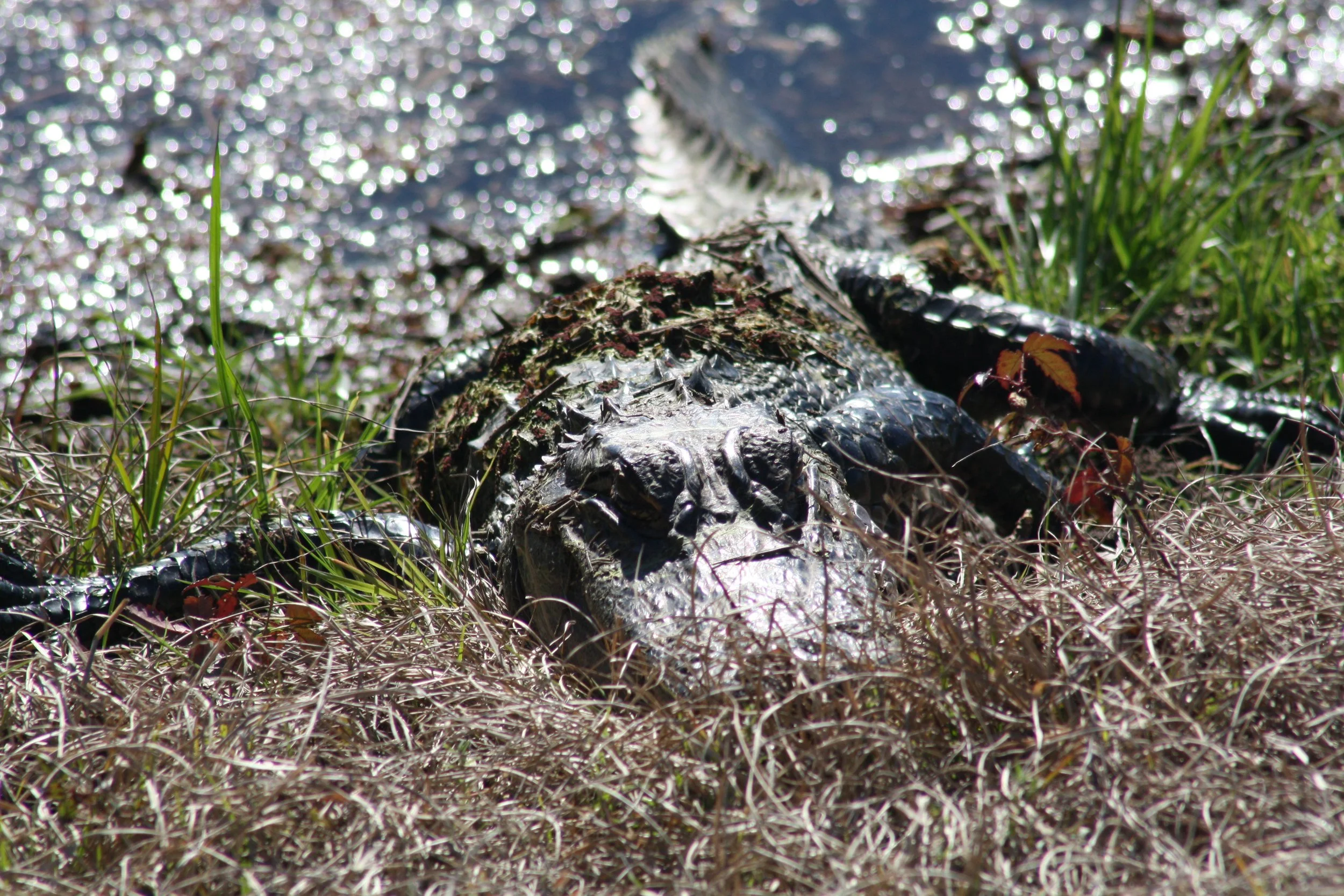 Alligator, Savannah, GA, 2026.