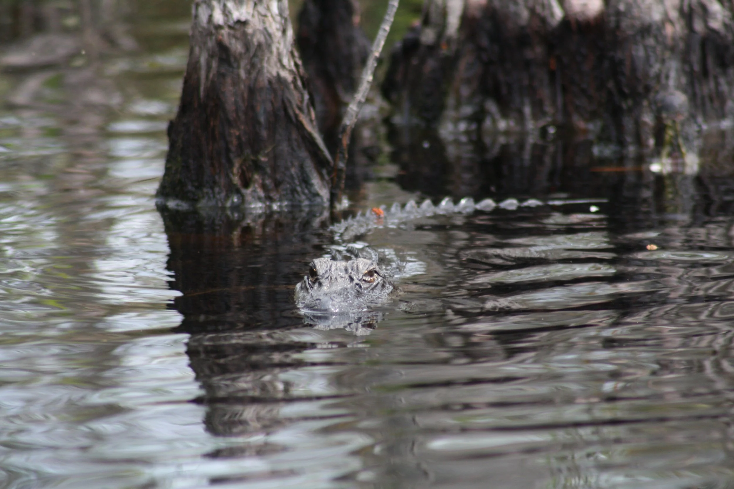 Alligator, Okefenokee Swamp, GA, 2025.