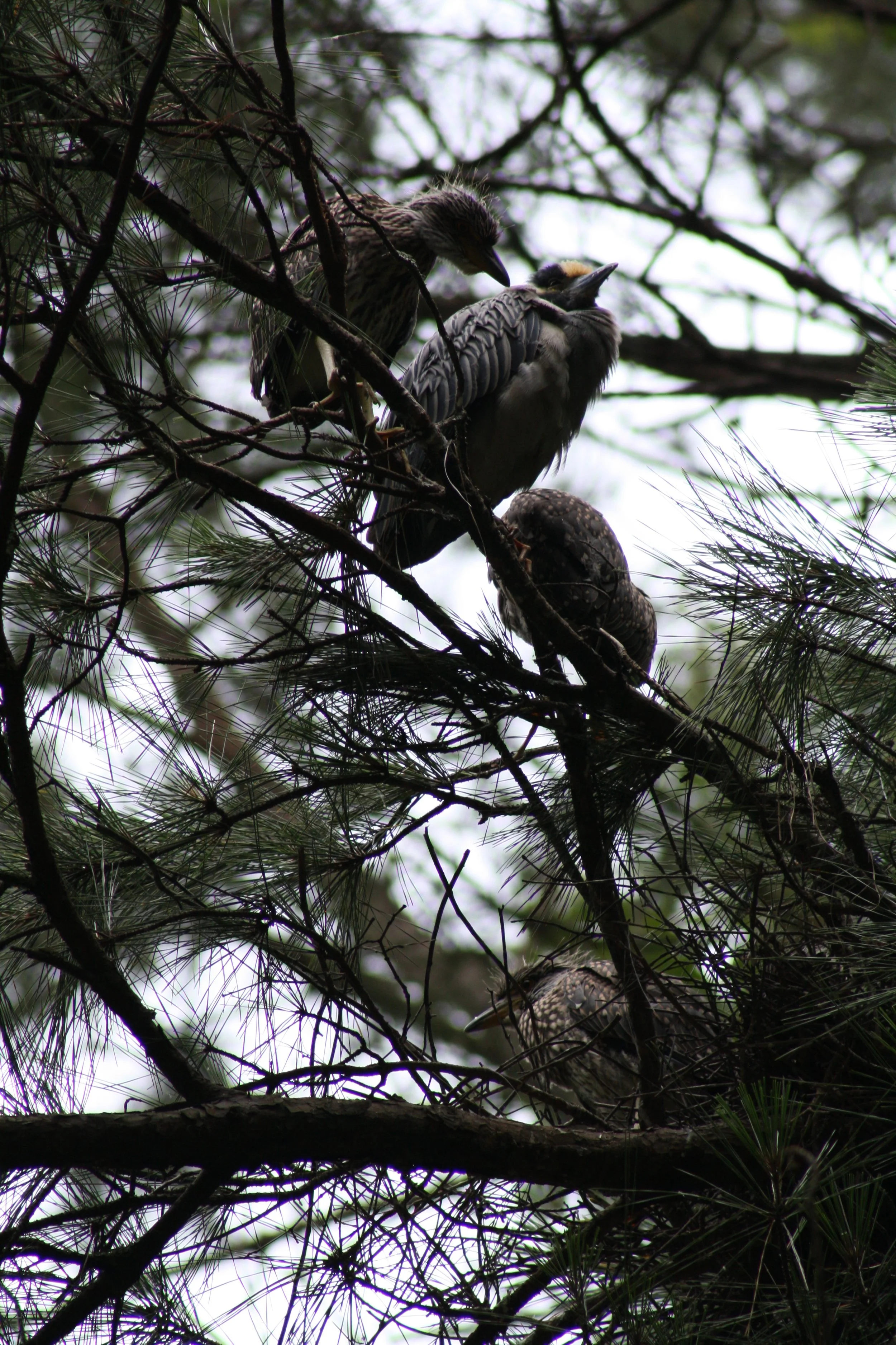 Yellow Crowned Night Heron, Cochran Shoals, GA, 2025.