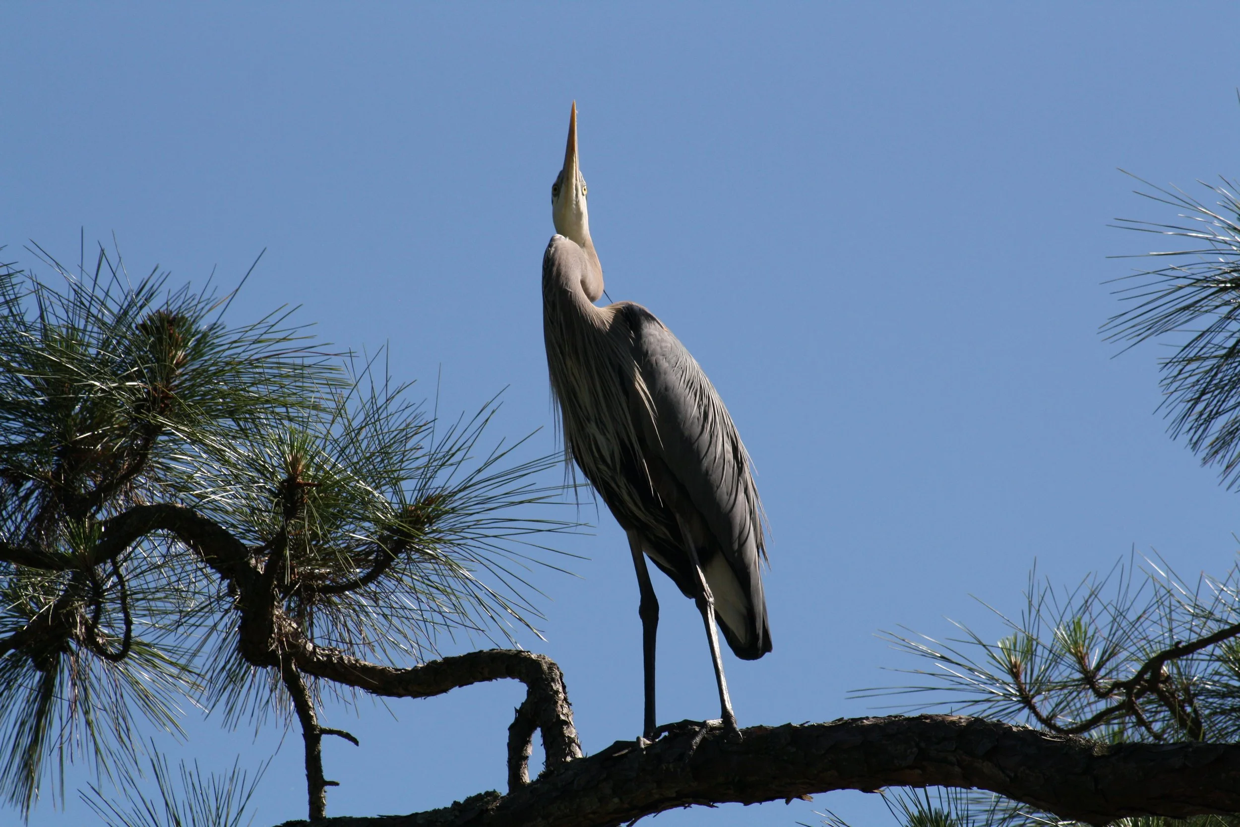 Great Blue Heron, Skidaway Island, GA, 2025.
