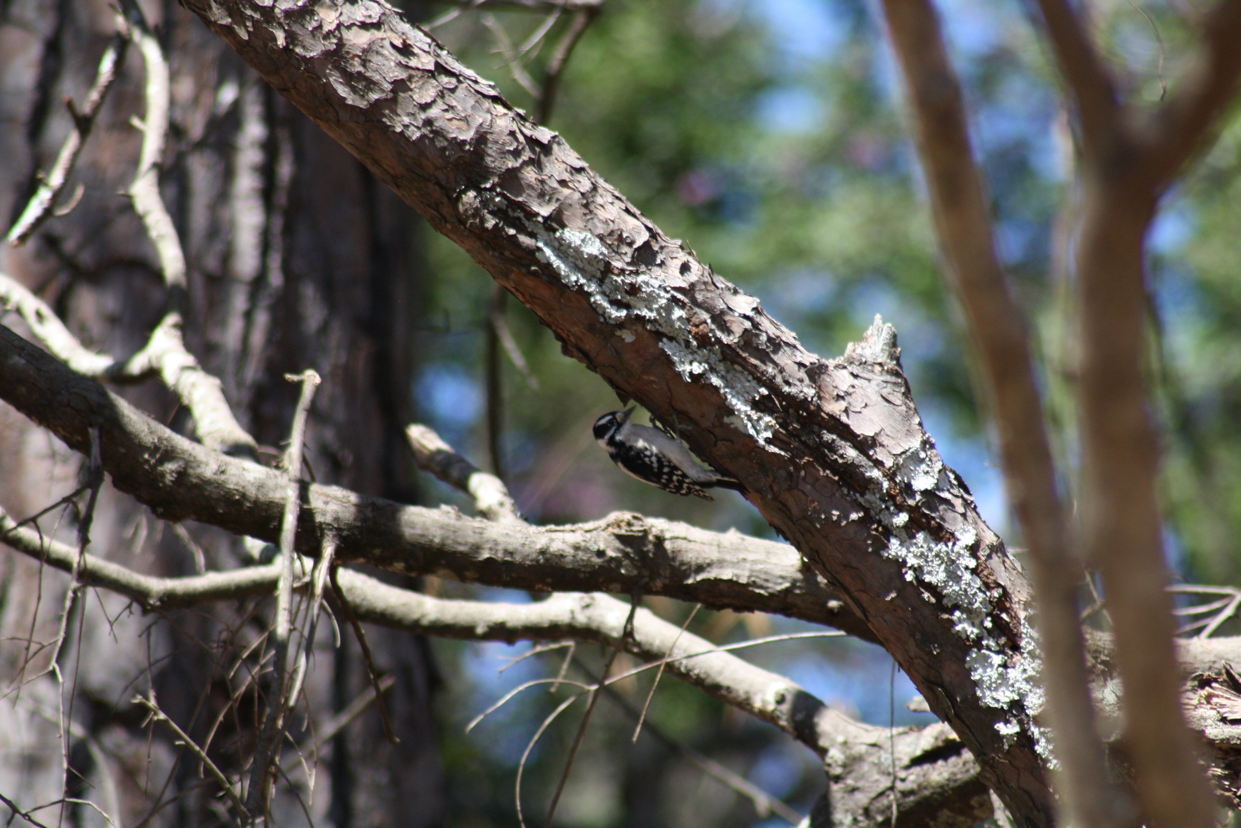 Downy Woodpecker, Atlanta, GA, 2025.