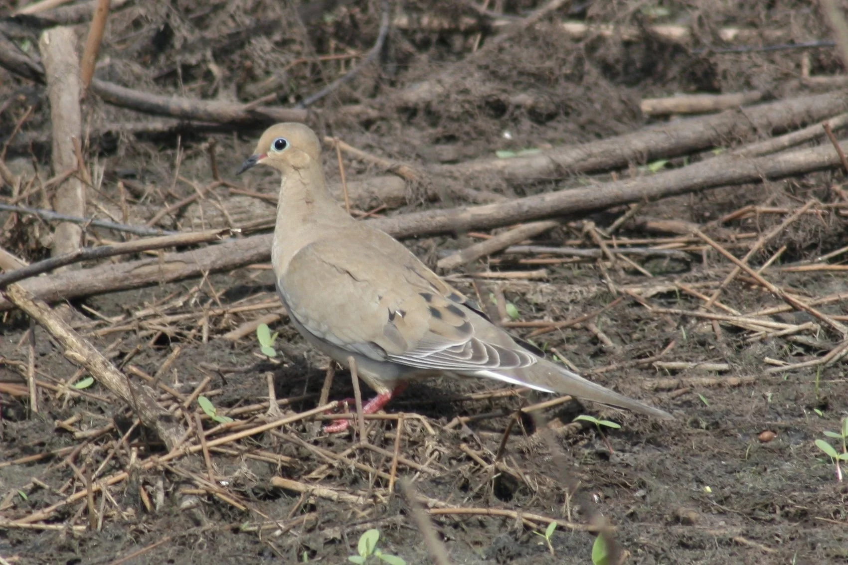 Mourning Dove, Savannah, GA, 2026.