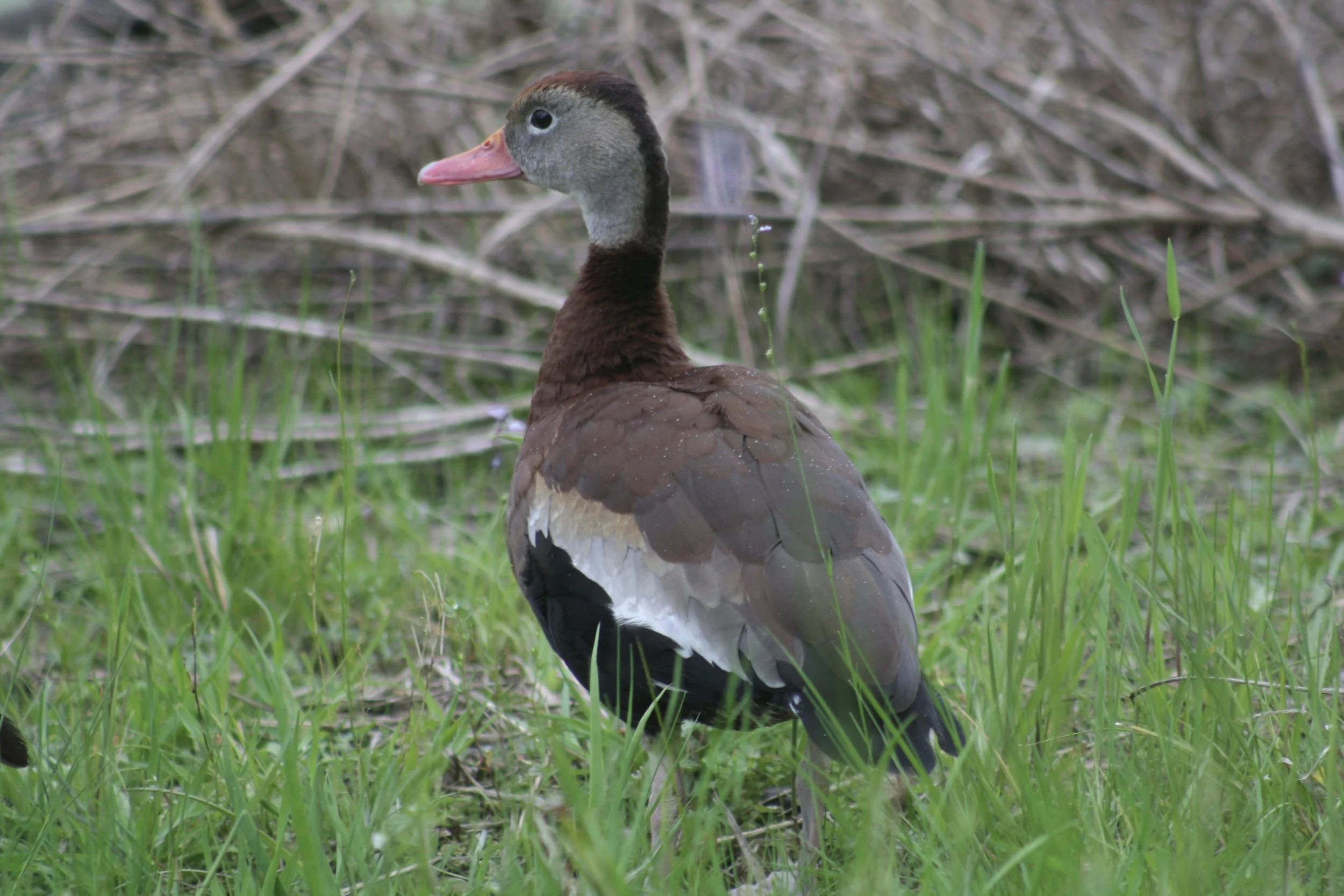 Black Bellied Whistling Duck, Hilton Head Island, SC, 2026.