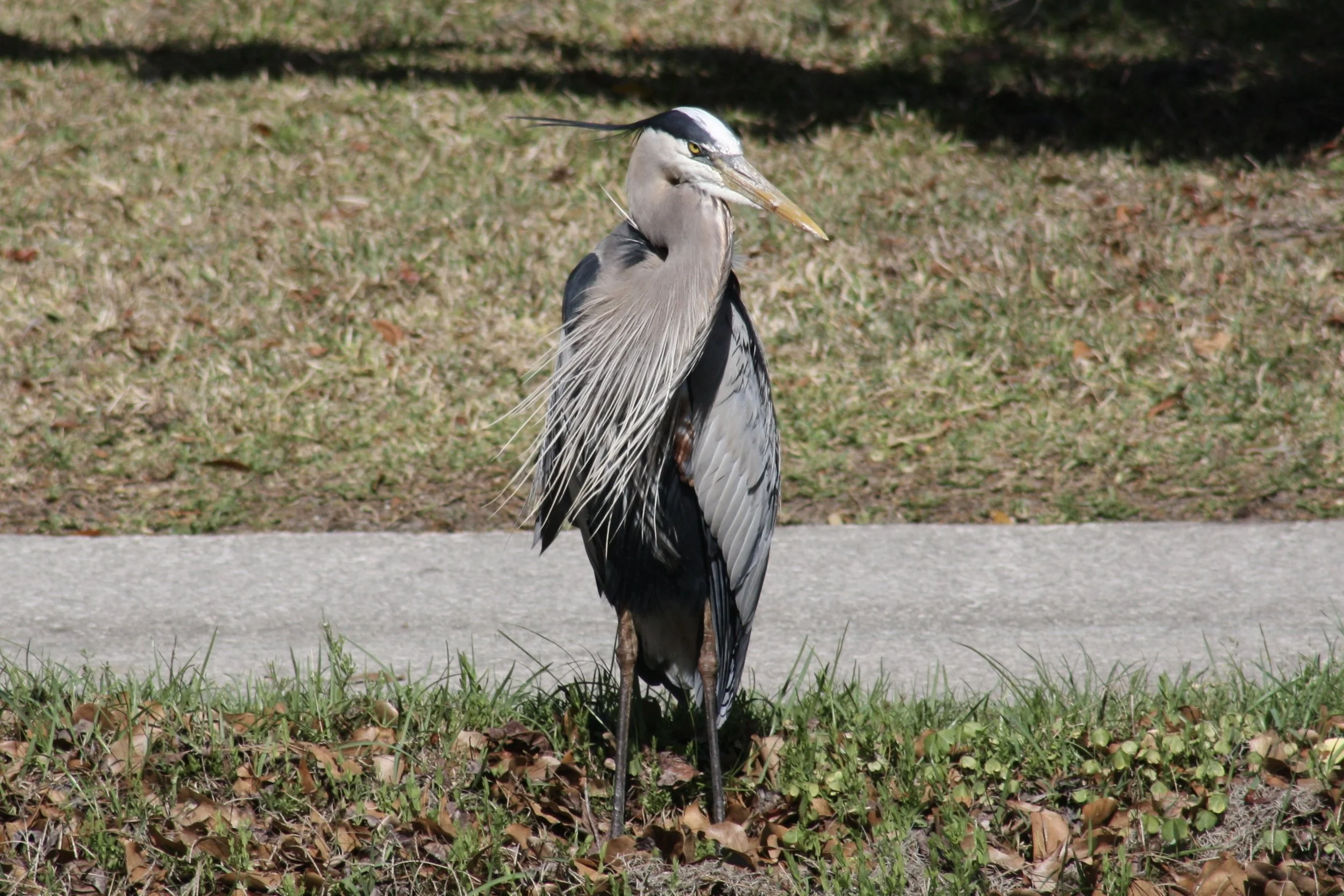 Great Blue Heron, Skidaway Island, GA, 2026.