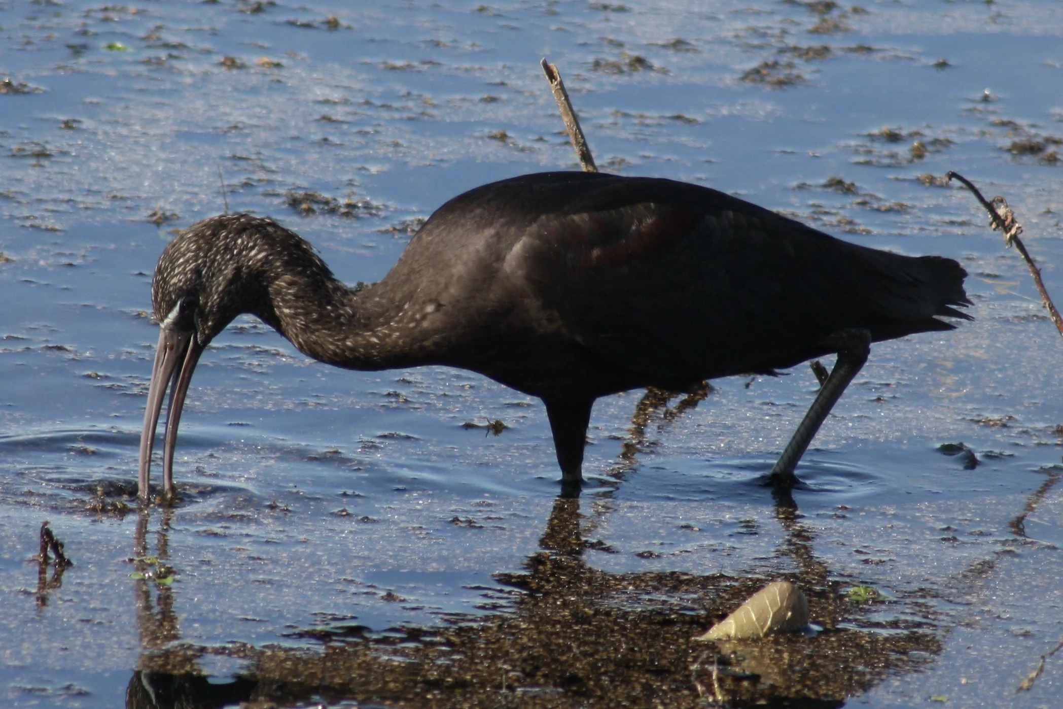 Glossy Ibis, Savannah, GA, 2026.