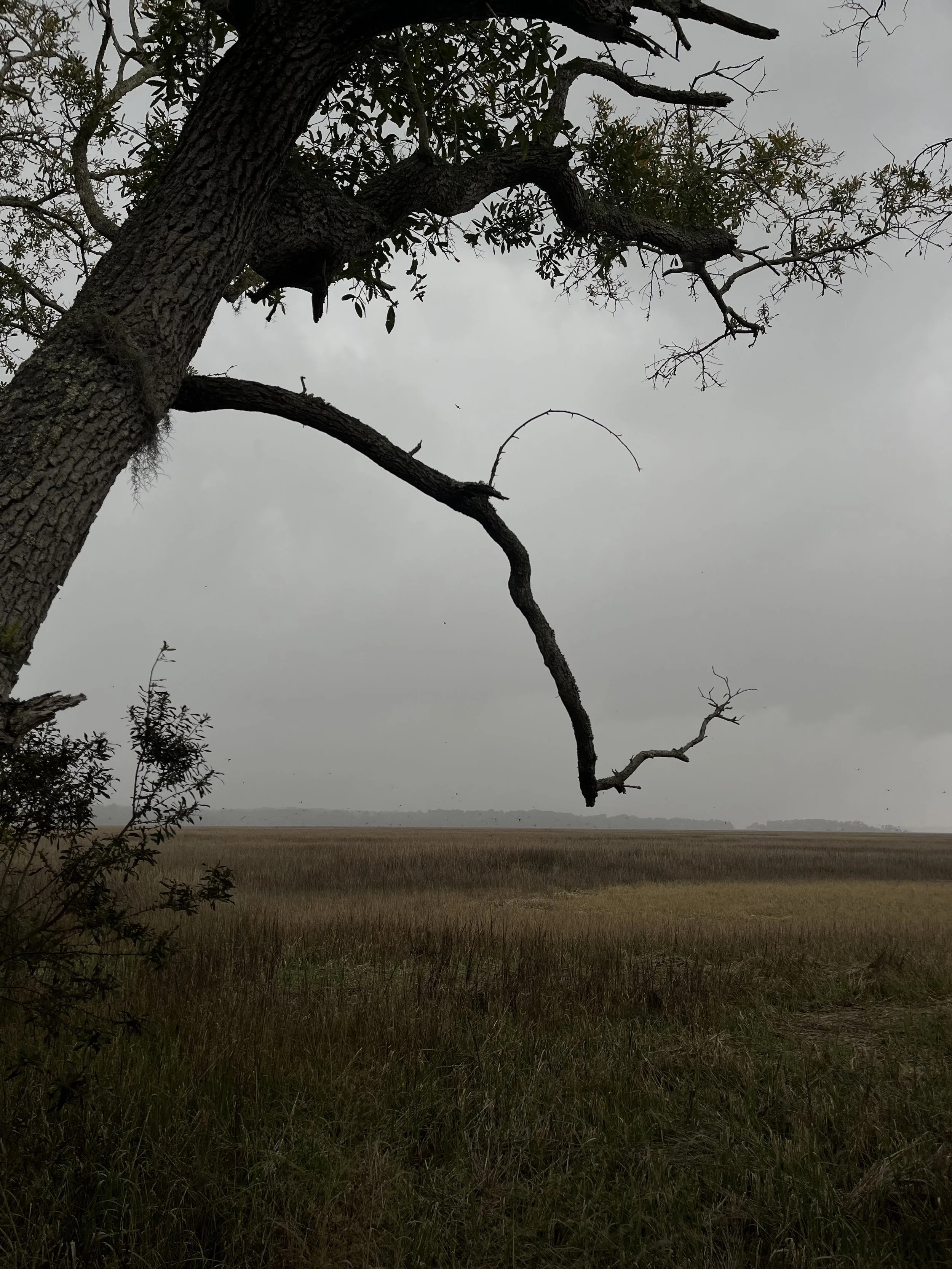 Skidaway Island, GA, 2026.