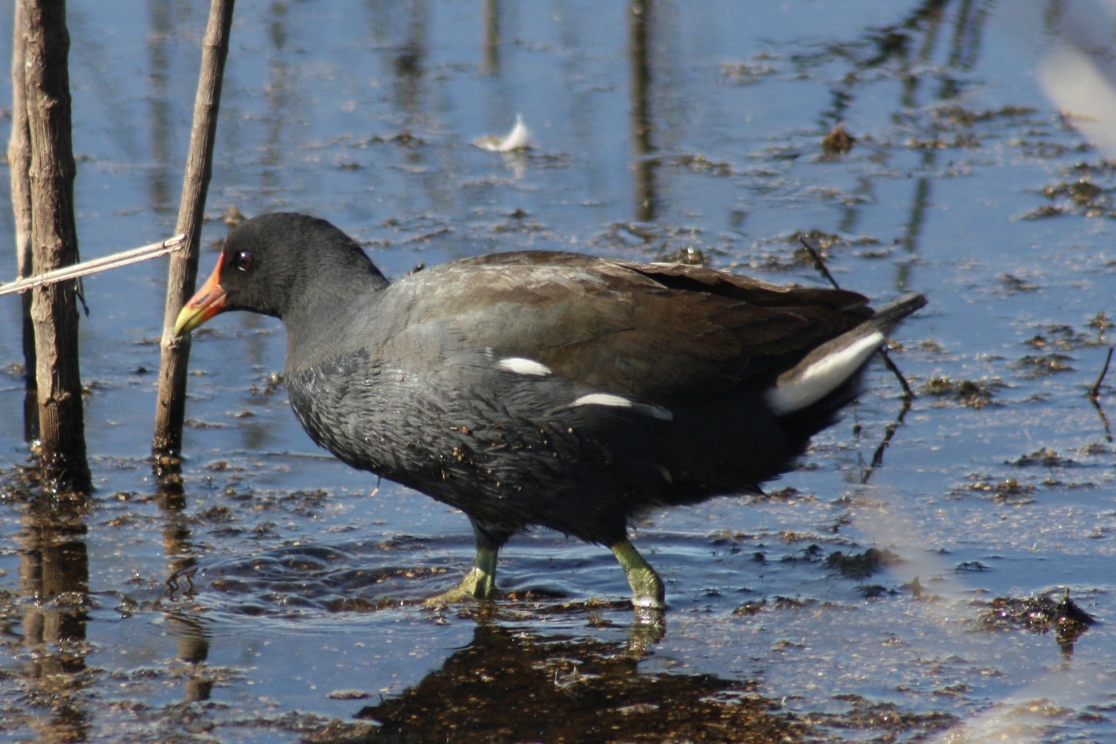 Common Gallinule, Savannah, GA, 2026.